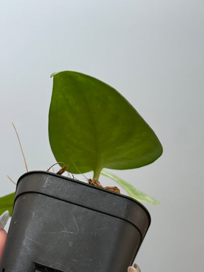 スキンダプサス エキゾチカ グローシ sp.サラワク / Scindapsus exotica glosy sp.serawak (4)