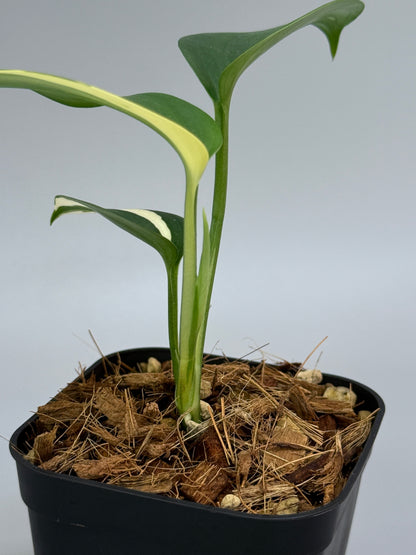 スキンダプサス ブルーアルボ  / Scindapsus Blue albo (3)