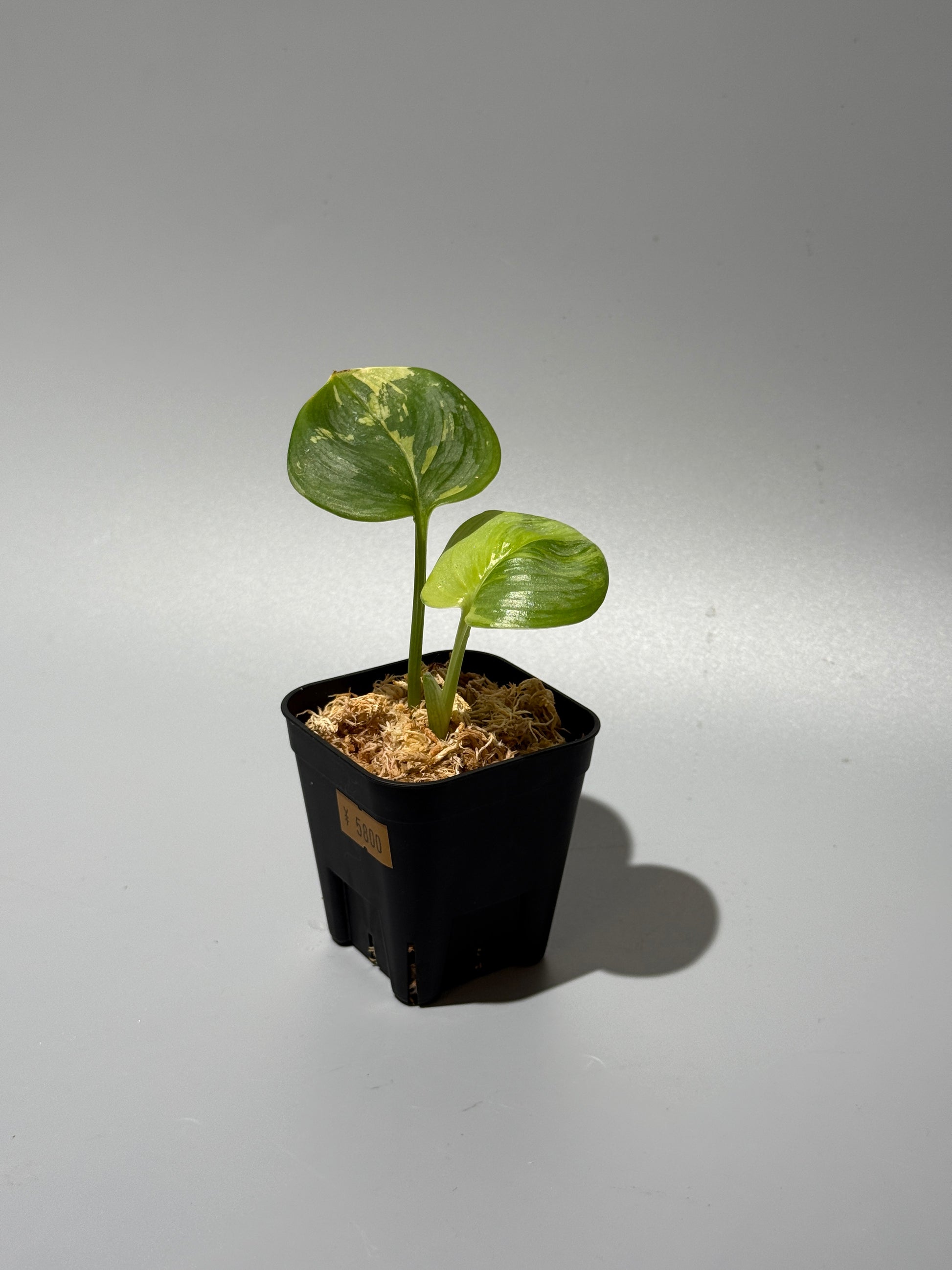 スキンダプサス ルビコン 斑入り  / Scindapsus Rubicon var.  (1)