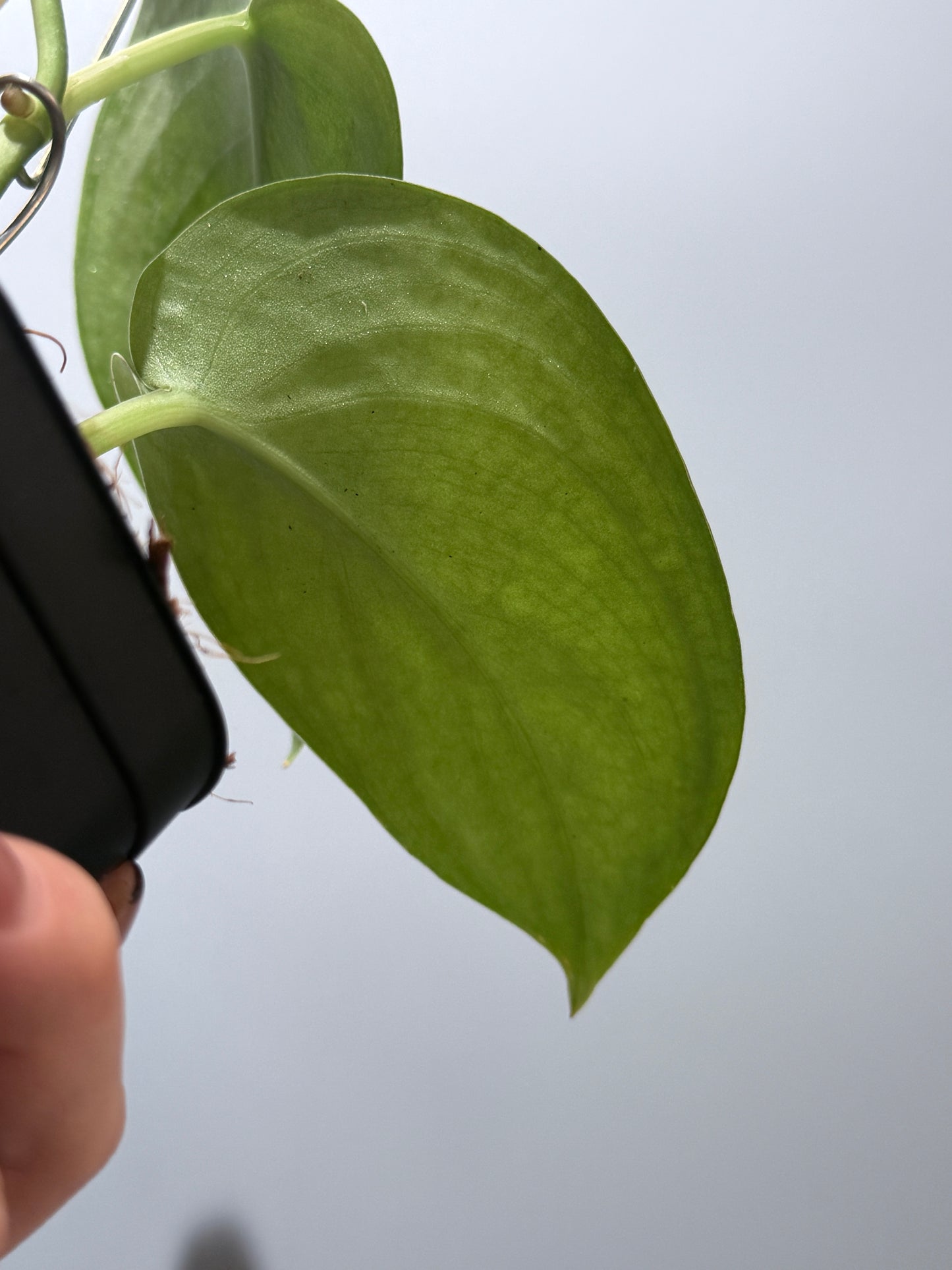 スキンダプサス エリンダ / Scindapsus Erlinda (3)