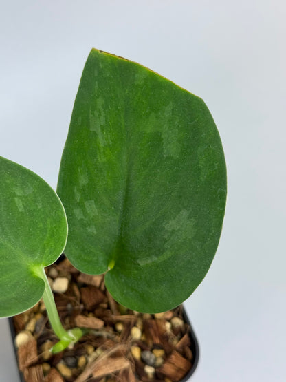 スキンダプサス グリーン エメラルド / Scindapsus green emerald (1)