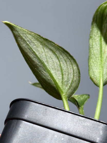 スキンダプサス パイソン ミント / Scindapsus Python mint (1)