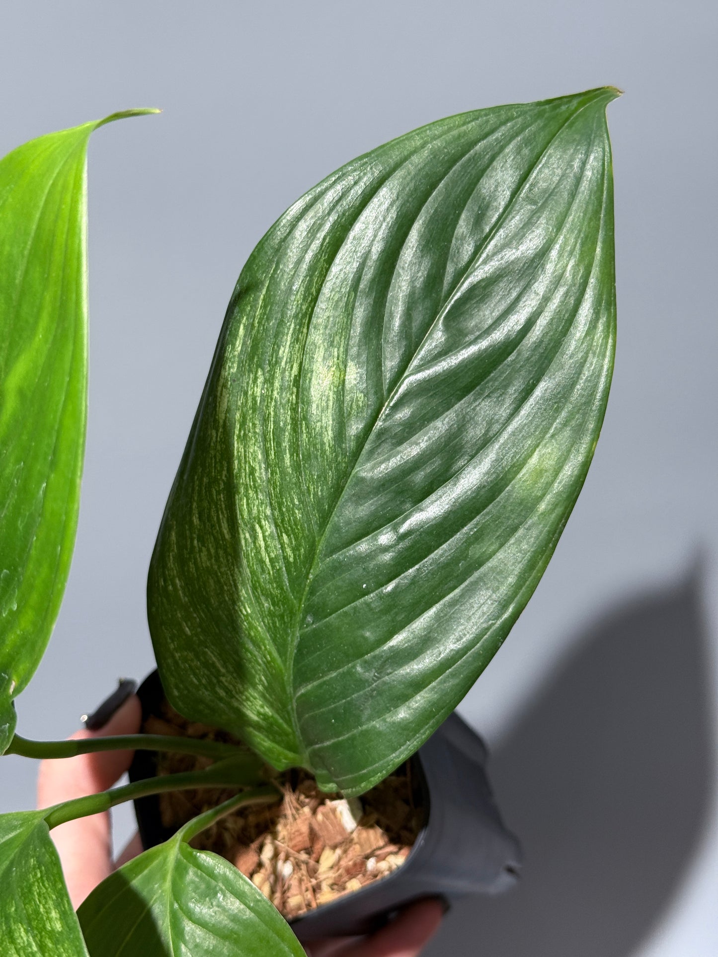 スキンダプサス ペラケンシス  / Scindapsus Perakensis (2)