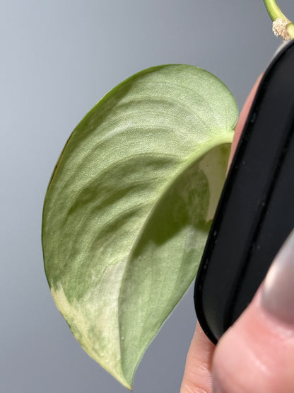 スキンダプサス ジェイドサテン オーレア  / Scindapsus jadesatin aurea (1)