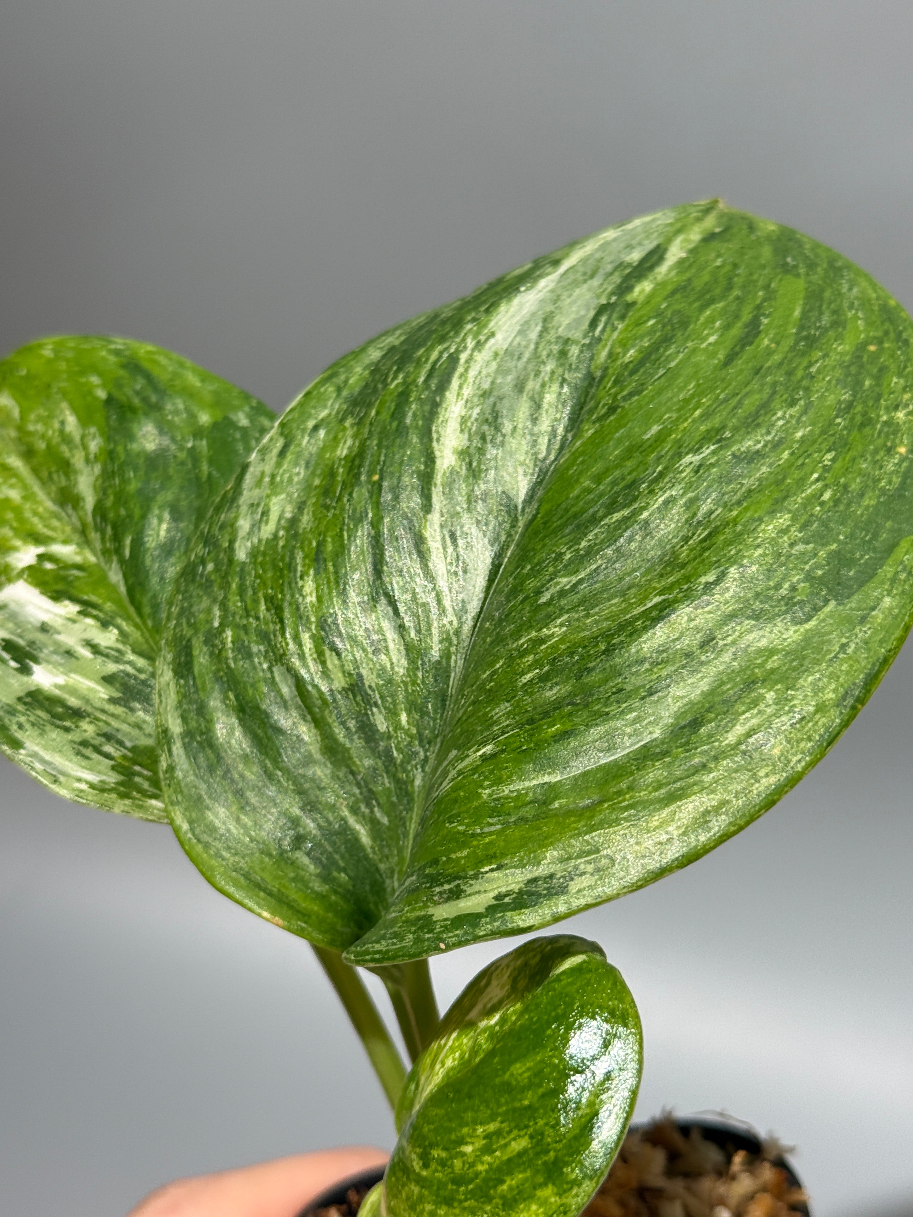 All Plants – Nakayama-Plants