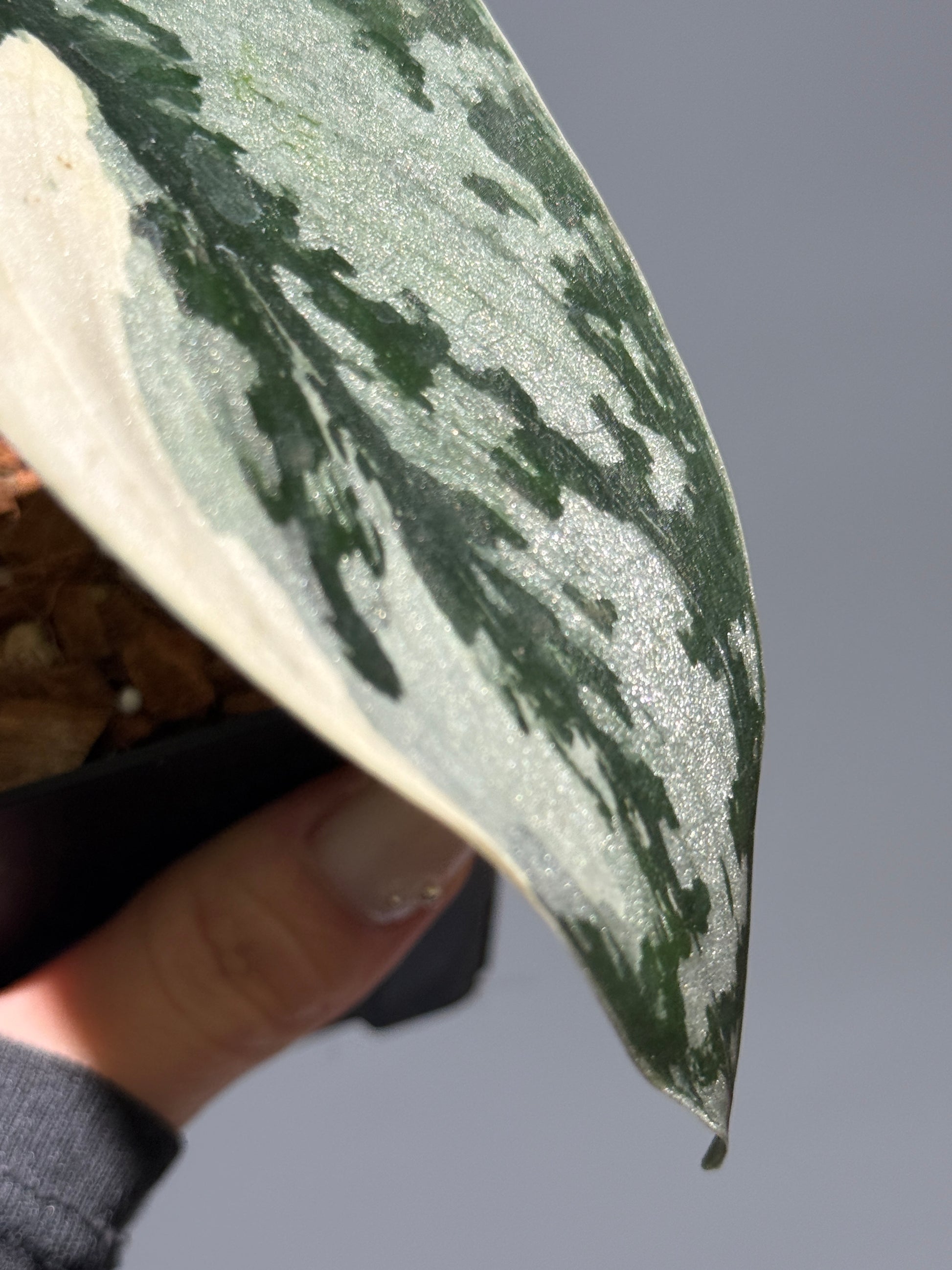 スキンダプサス マリポーサ / Scindapsus Mariposa (2)