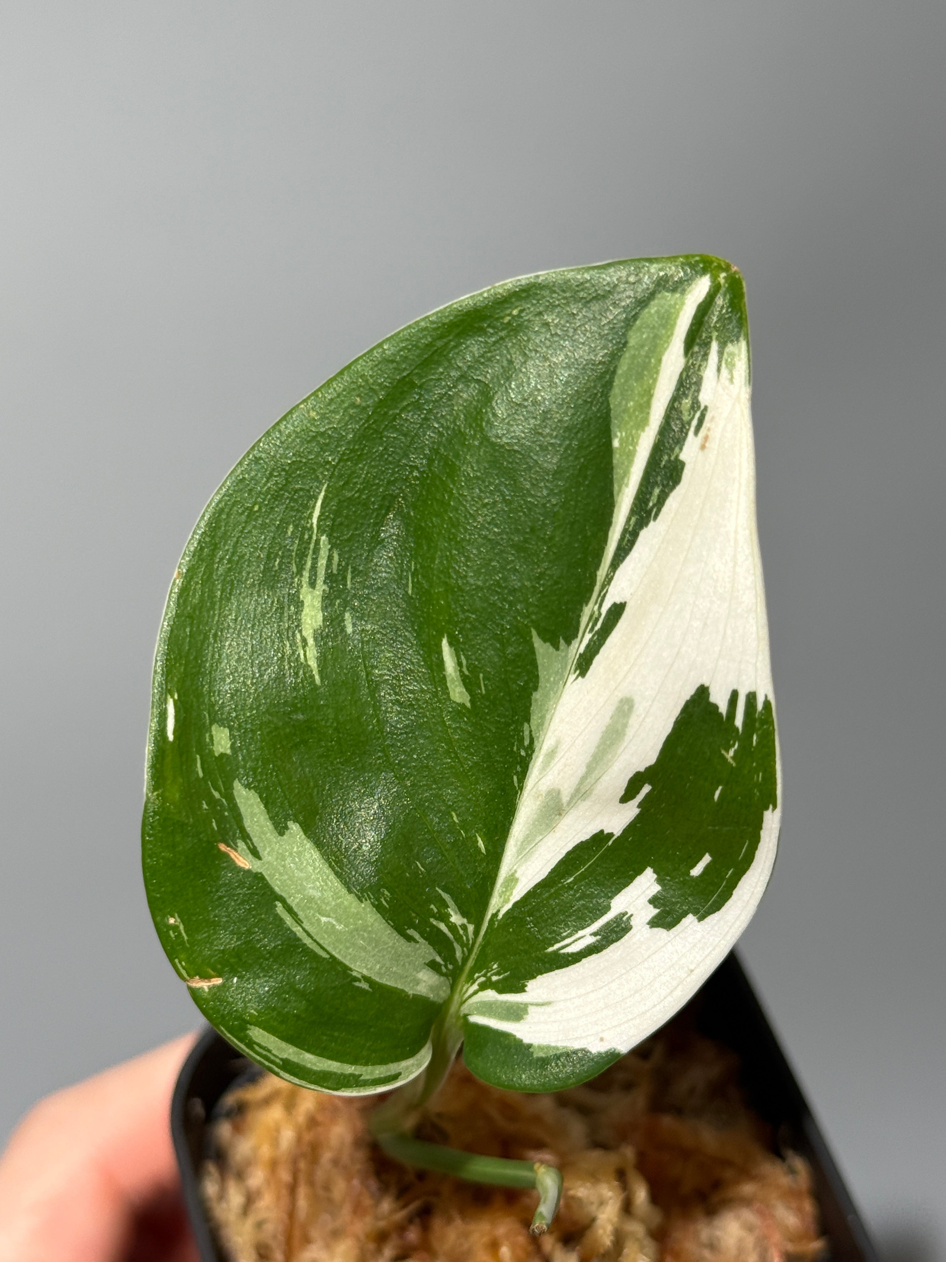 All Plants – Nakayama-Plants