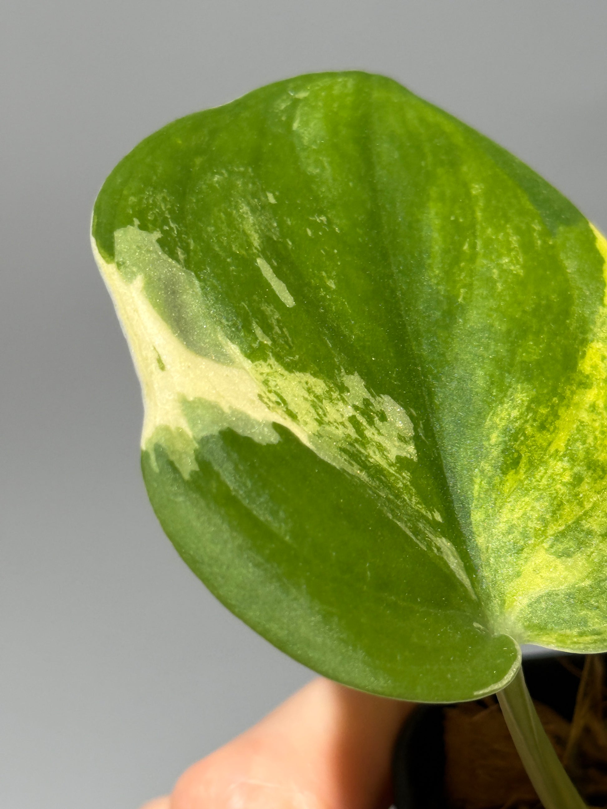 スキンダプサス ジェイドサテン オーレア  / Scindapsus jadesatin aurea (1)