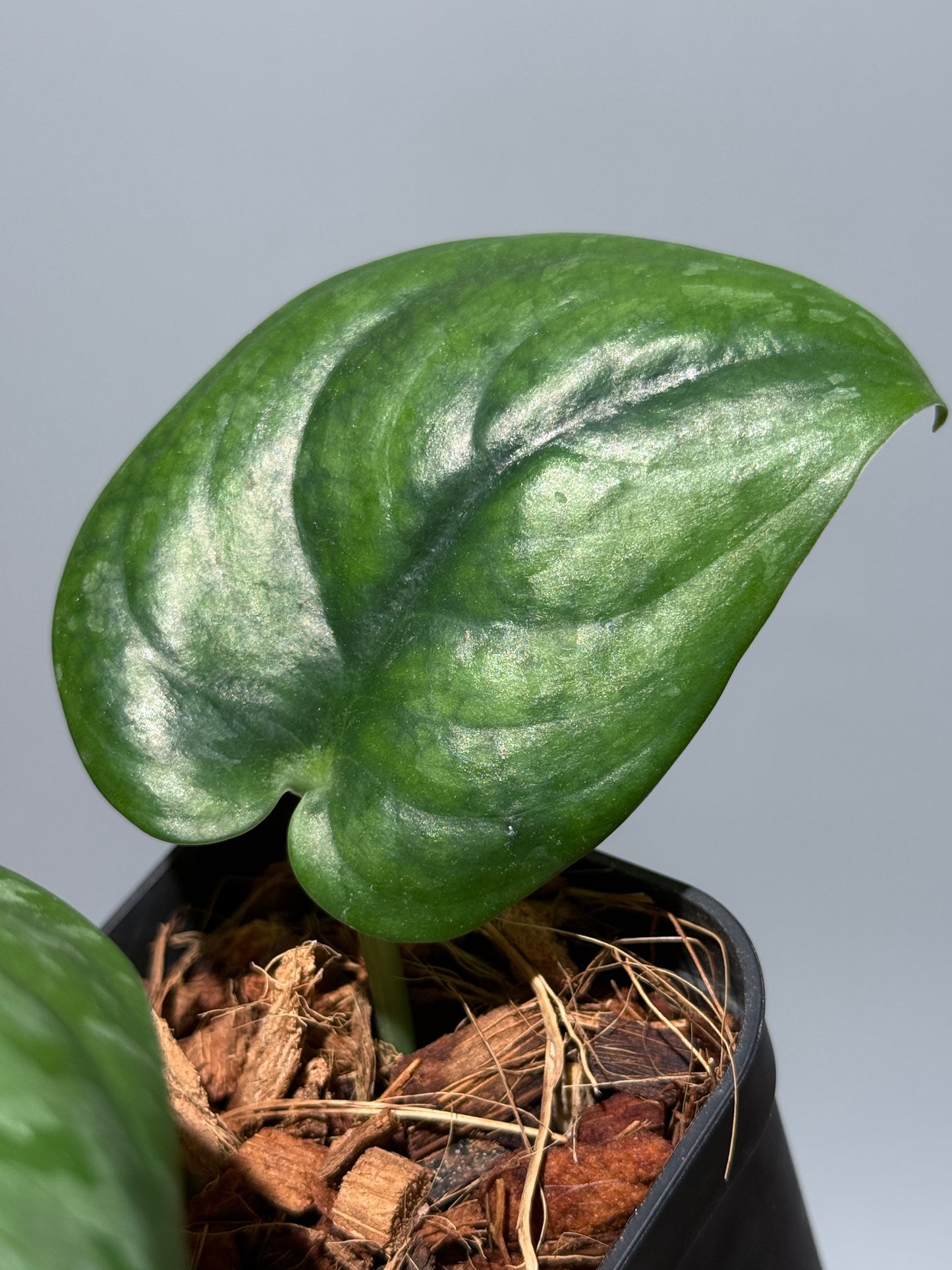 スキンダプサス エキゾチカ グローシ sp.サラワク / Scindapsus exotica glosy sp.serawak (2)