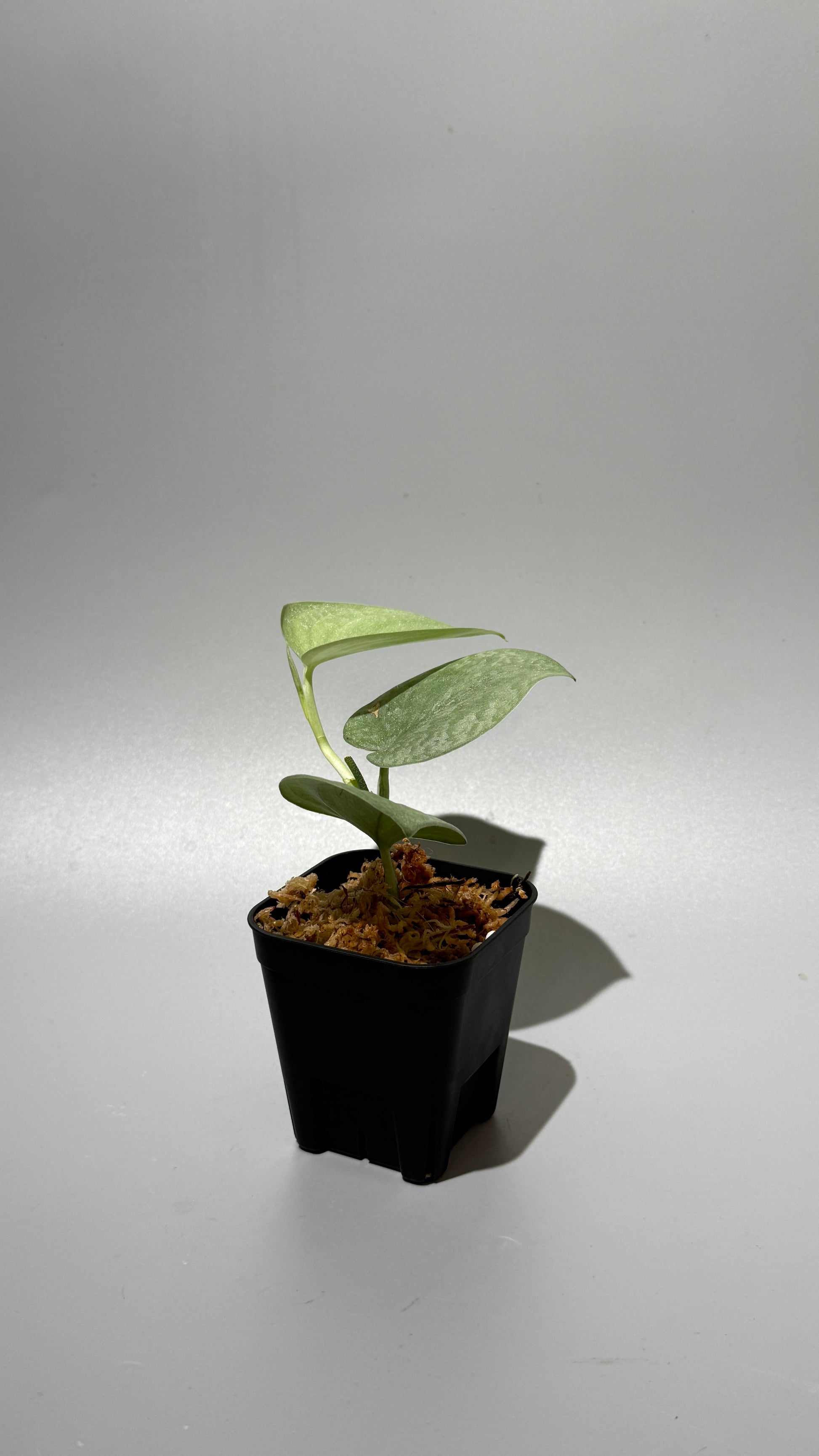 スキンダプサス トリカラー プラチナム  / Scindapsus Tricolor silver platinum full silver (1)