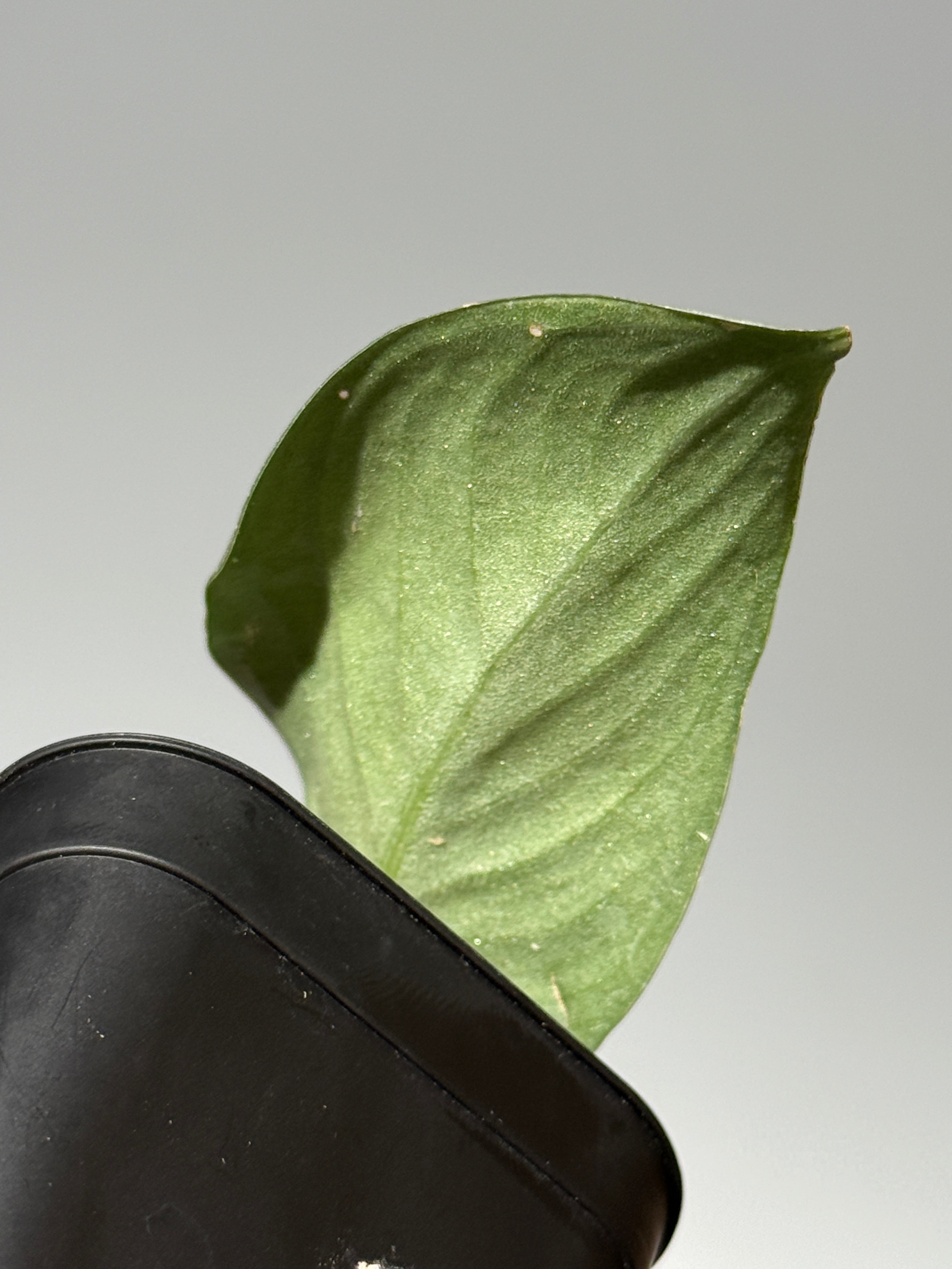 商品 – Page 3 – Nakayama-Plants