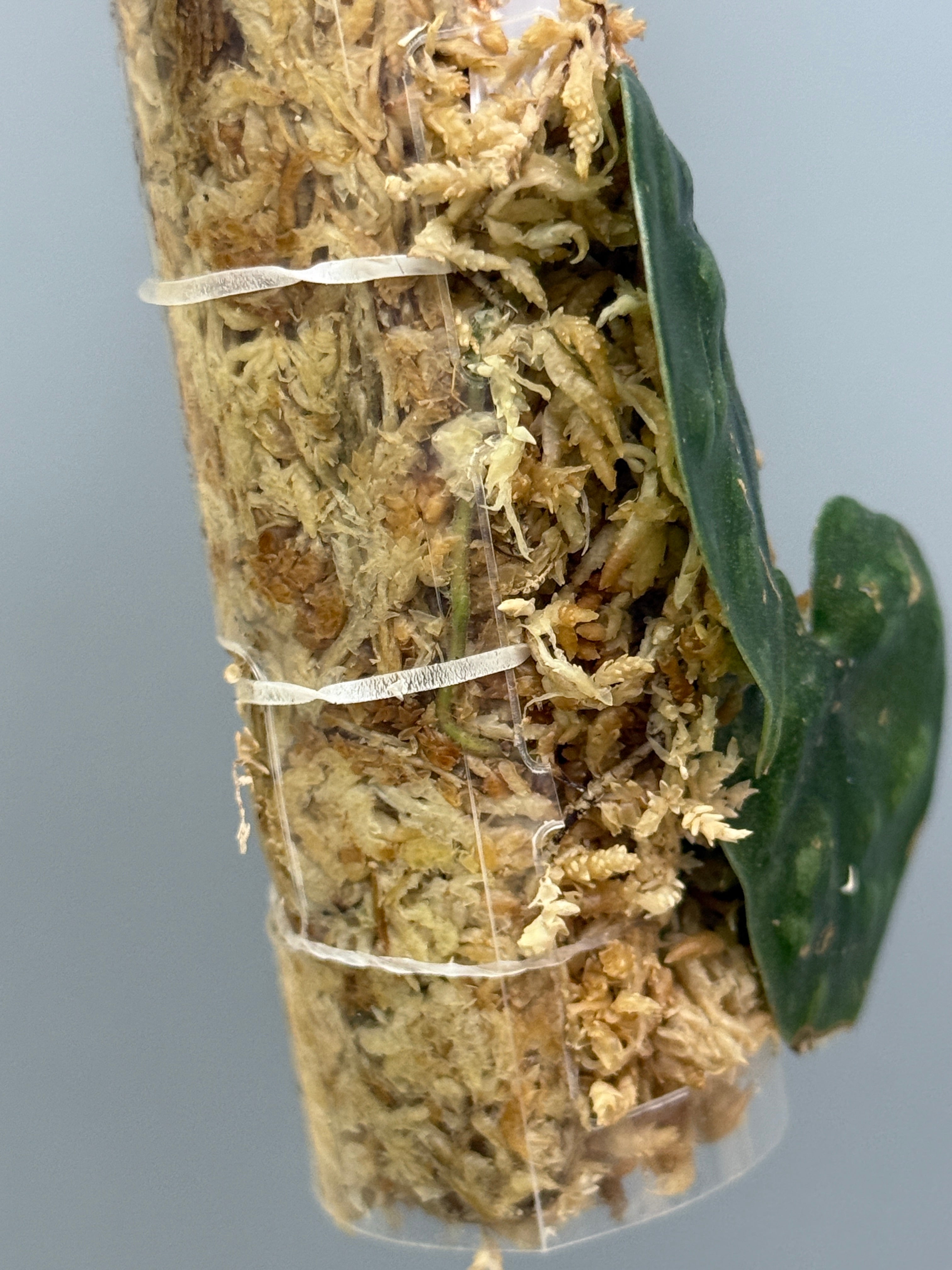 スキンダプサス　ブラックマンバ スキンダプサス ブラックマンバ / Scindapsus black mamba (2