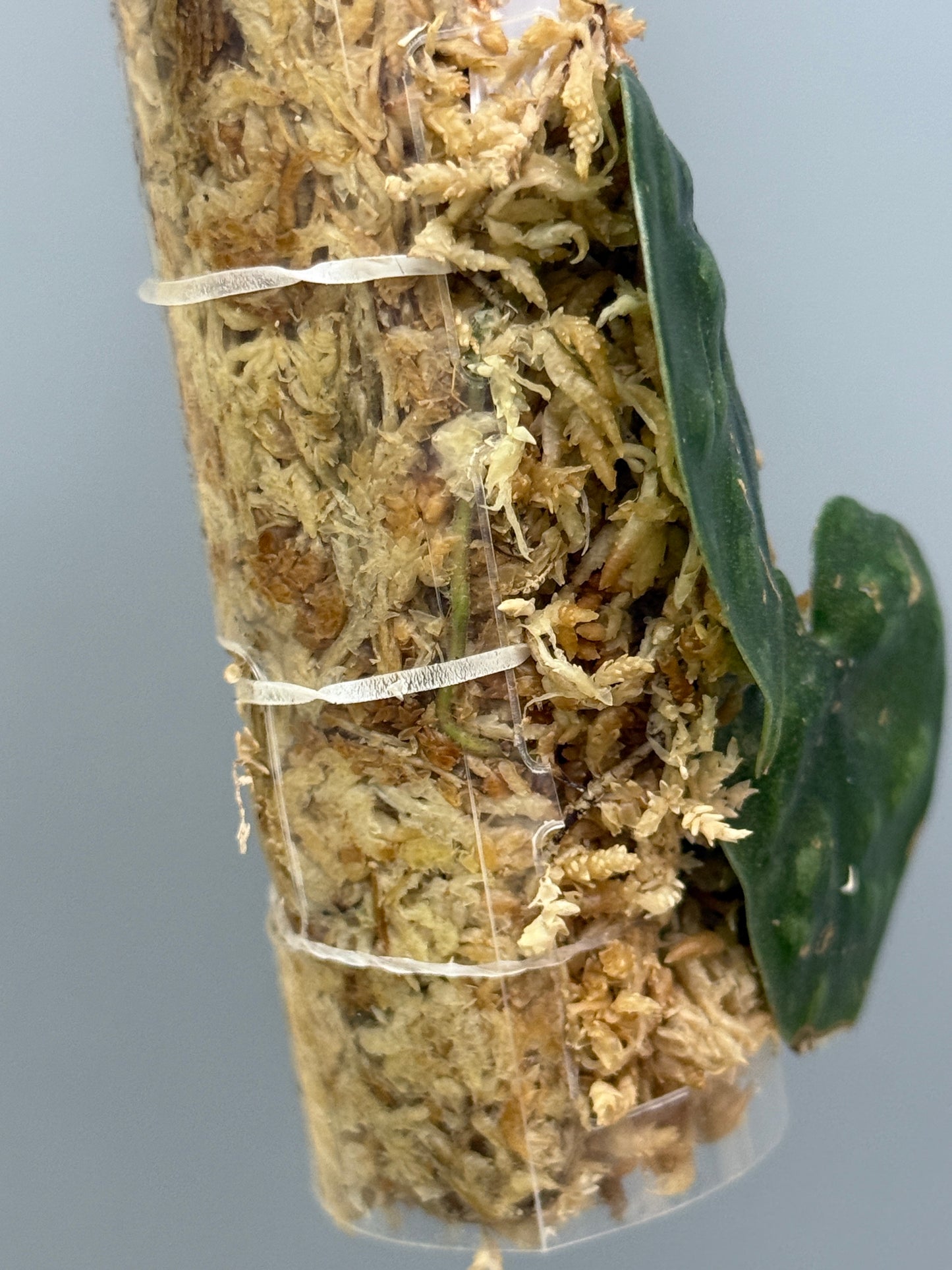 スキンダプサス ブラックマンバ  / Scindapsus black mamba (3)