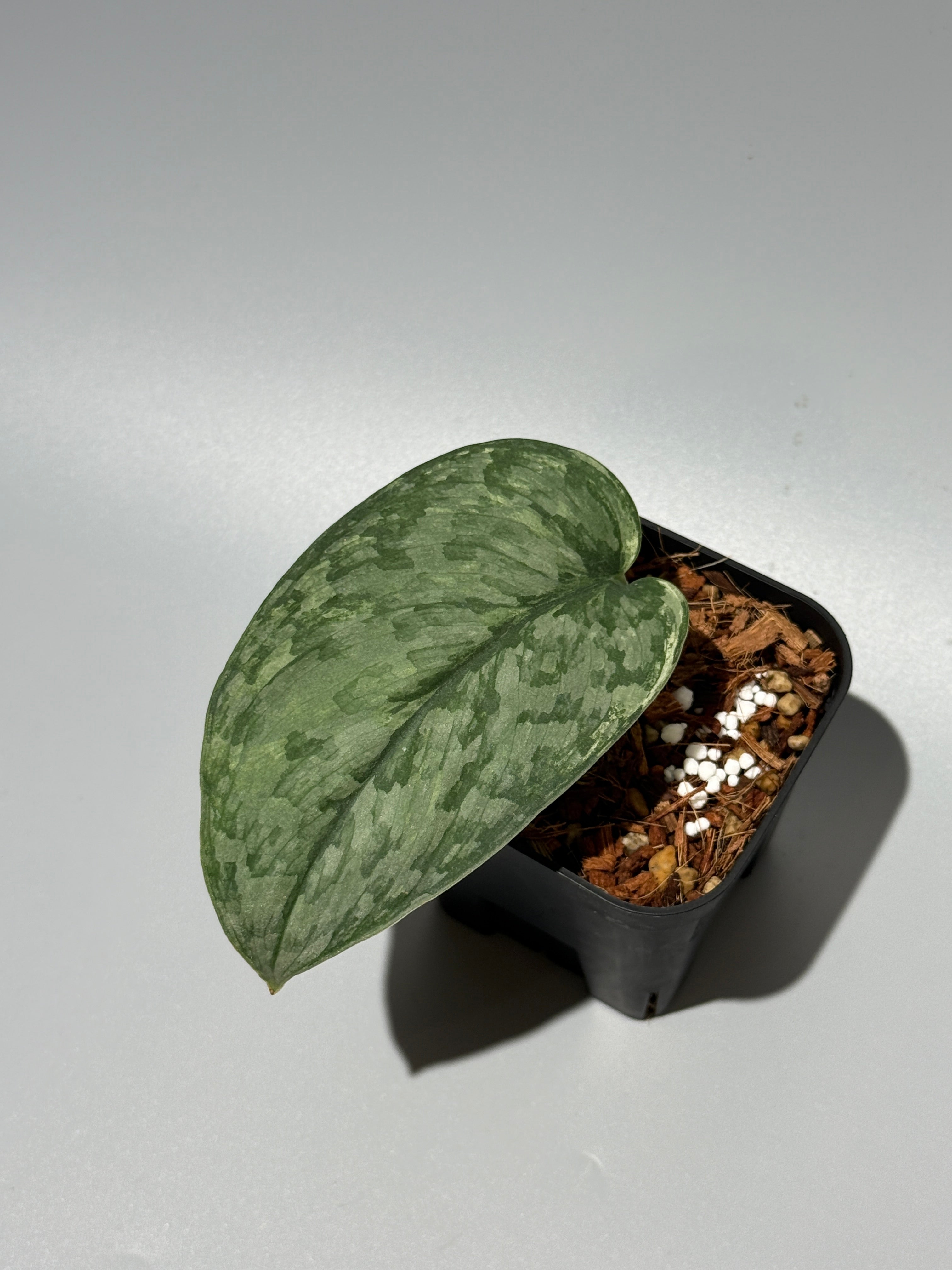 All Plants – Nakayama-Plants