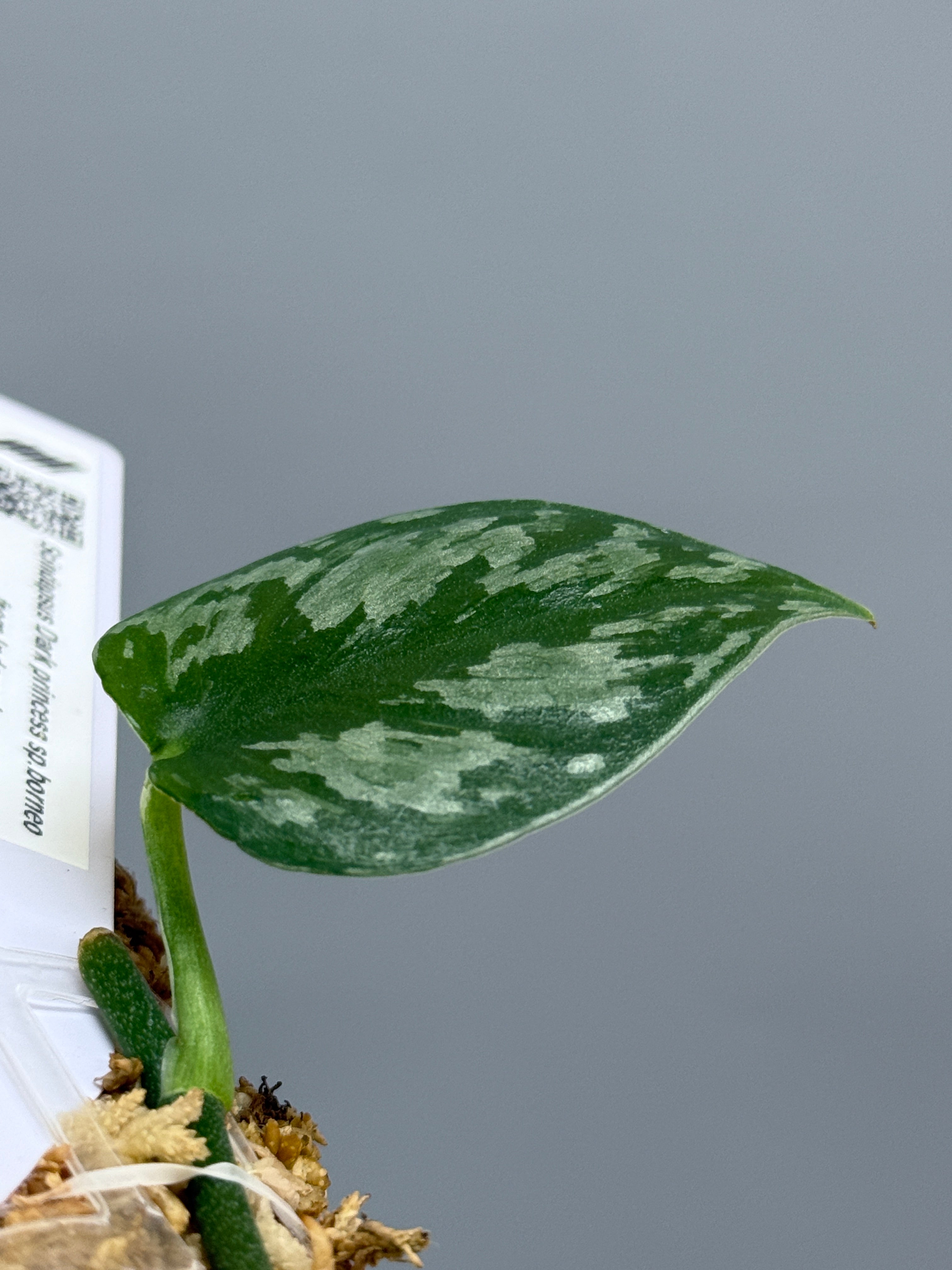 スキンダプサス ダークプリンセス / Scindapsus Dark princess (1