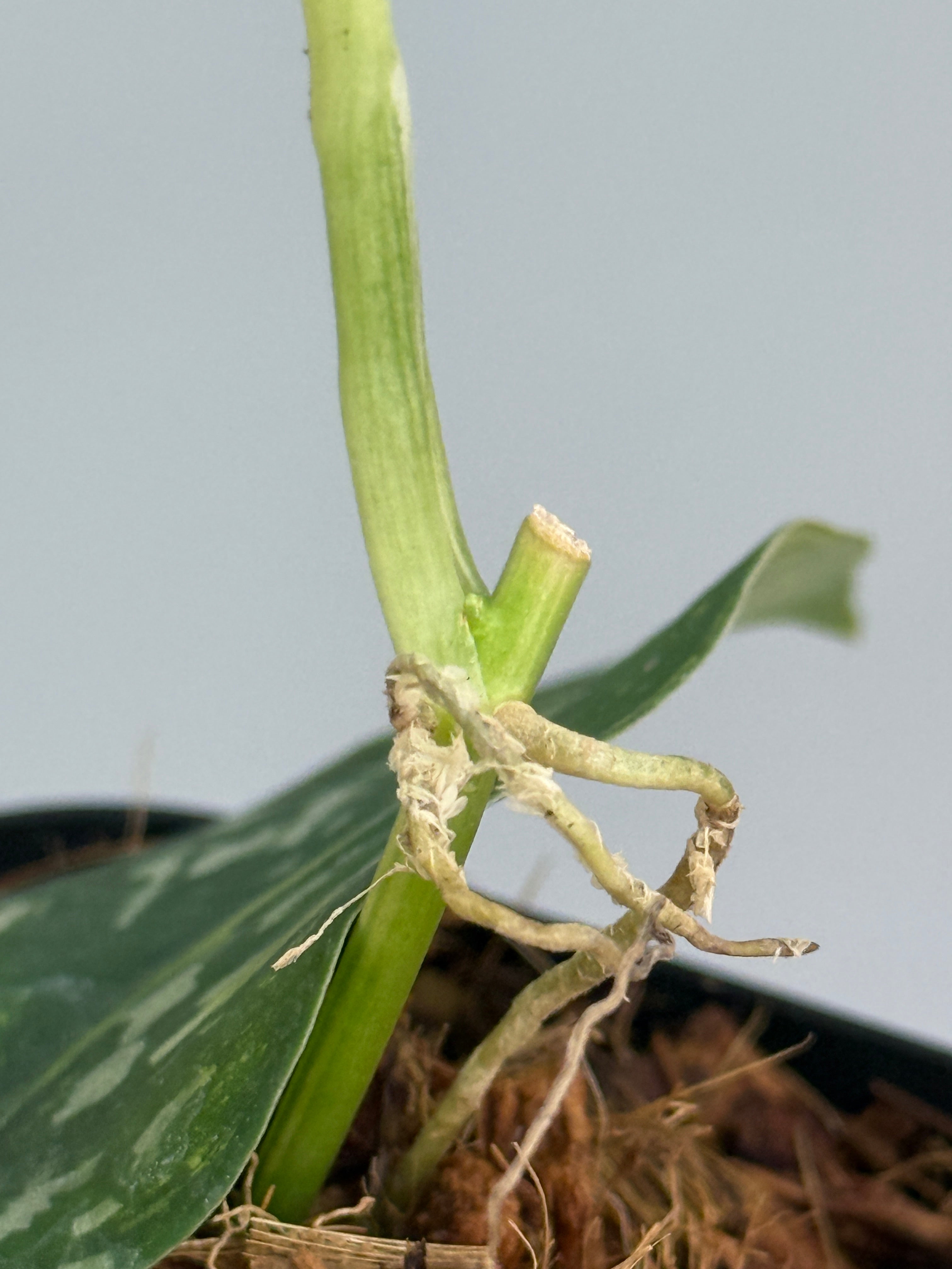 スキンダプサス マッチャ / Scindapsus matcha (2) – Nakayama-Plants