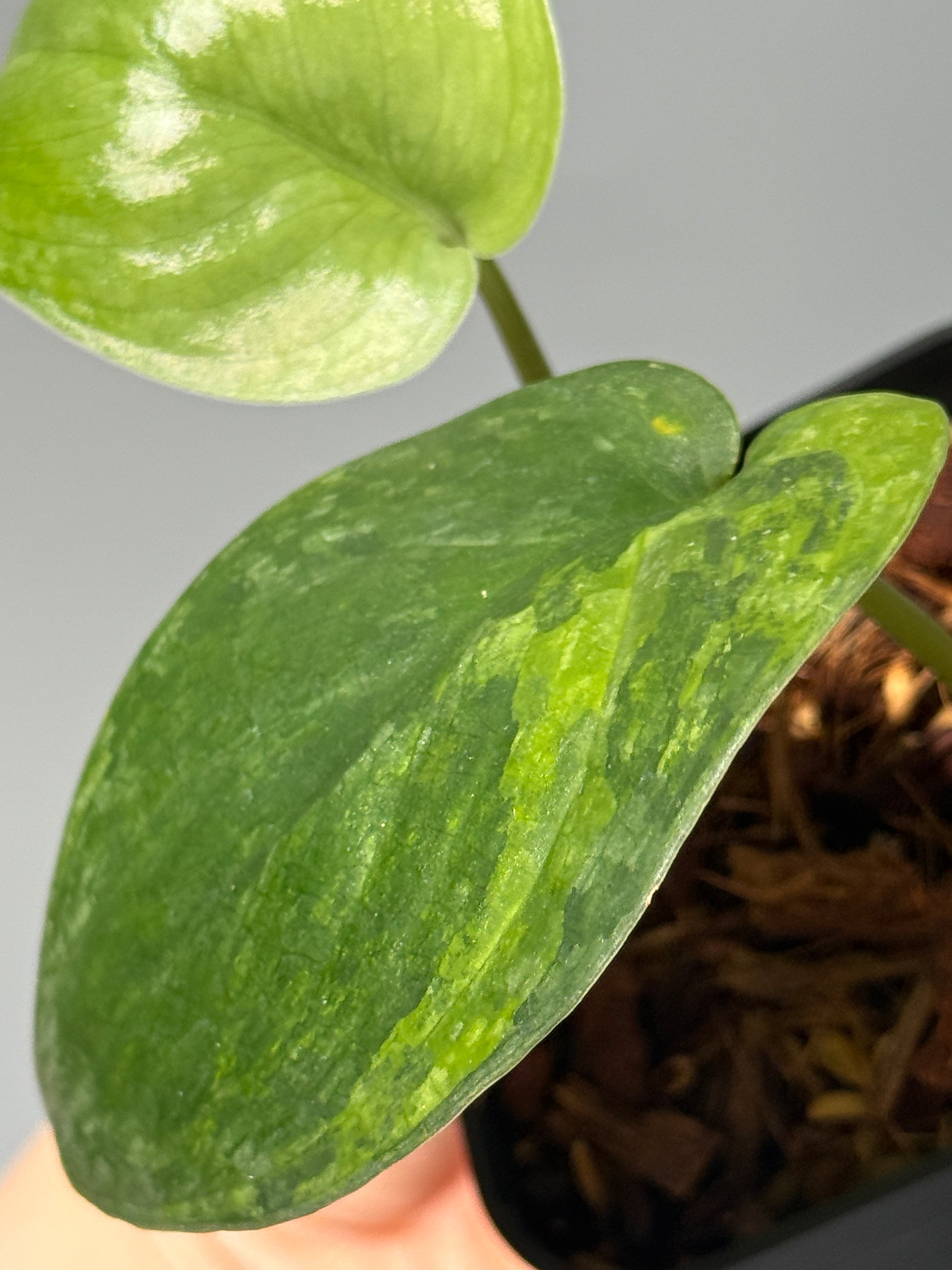 スキンダプサス グリーン ドラゴン / Scindapsus Green dorgon (1)