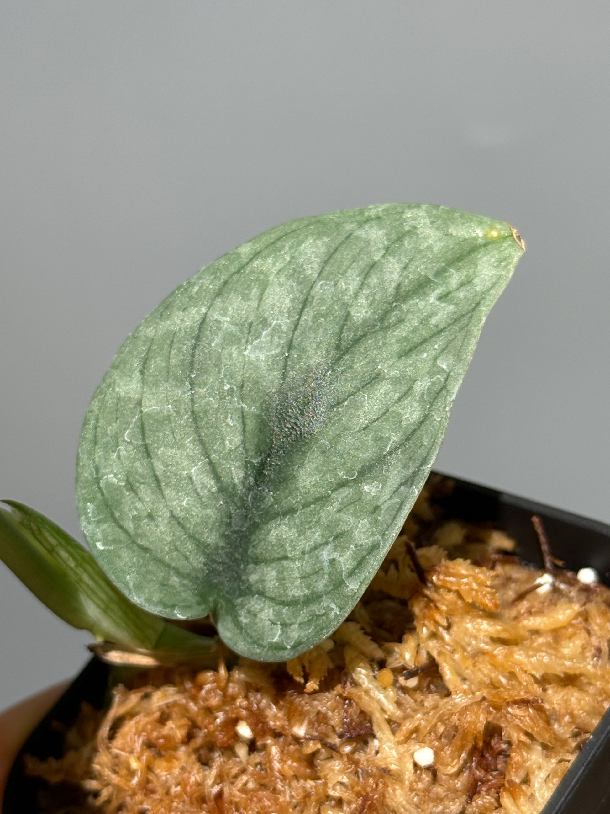 スキンダプサス グリーンベイン / Scindapsus Green vein (2)