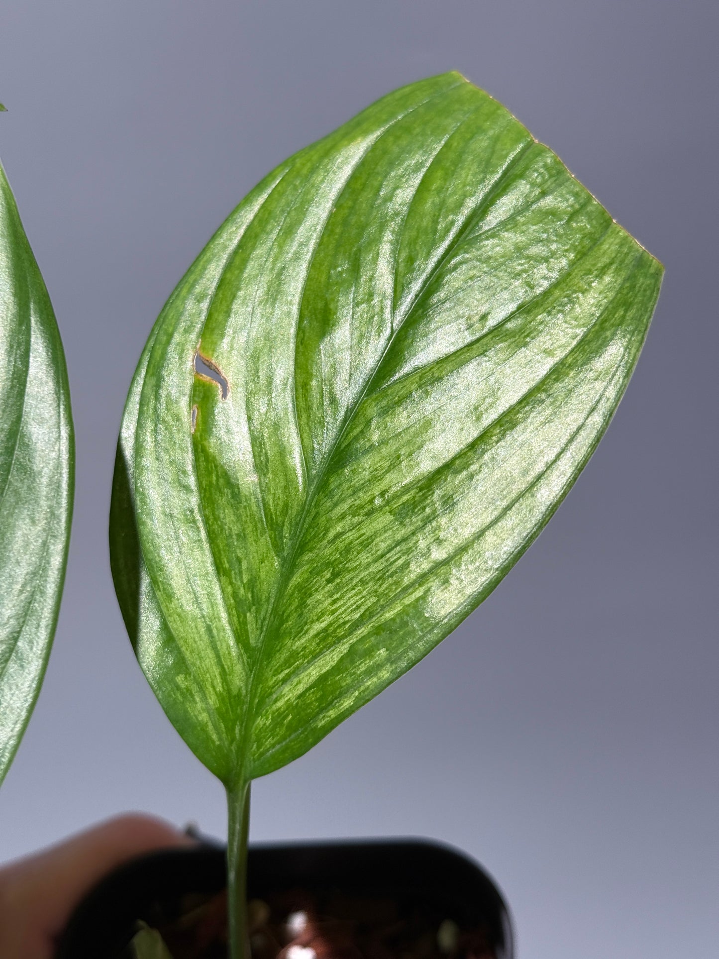 スキンダプサス ペラケンシス  / Scindapsus Perakensis (1)