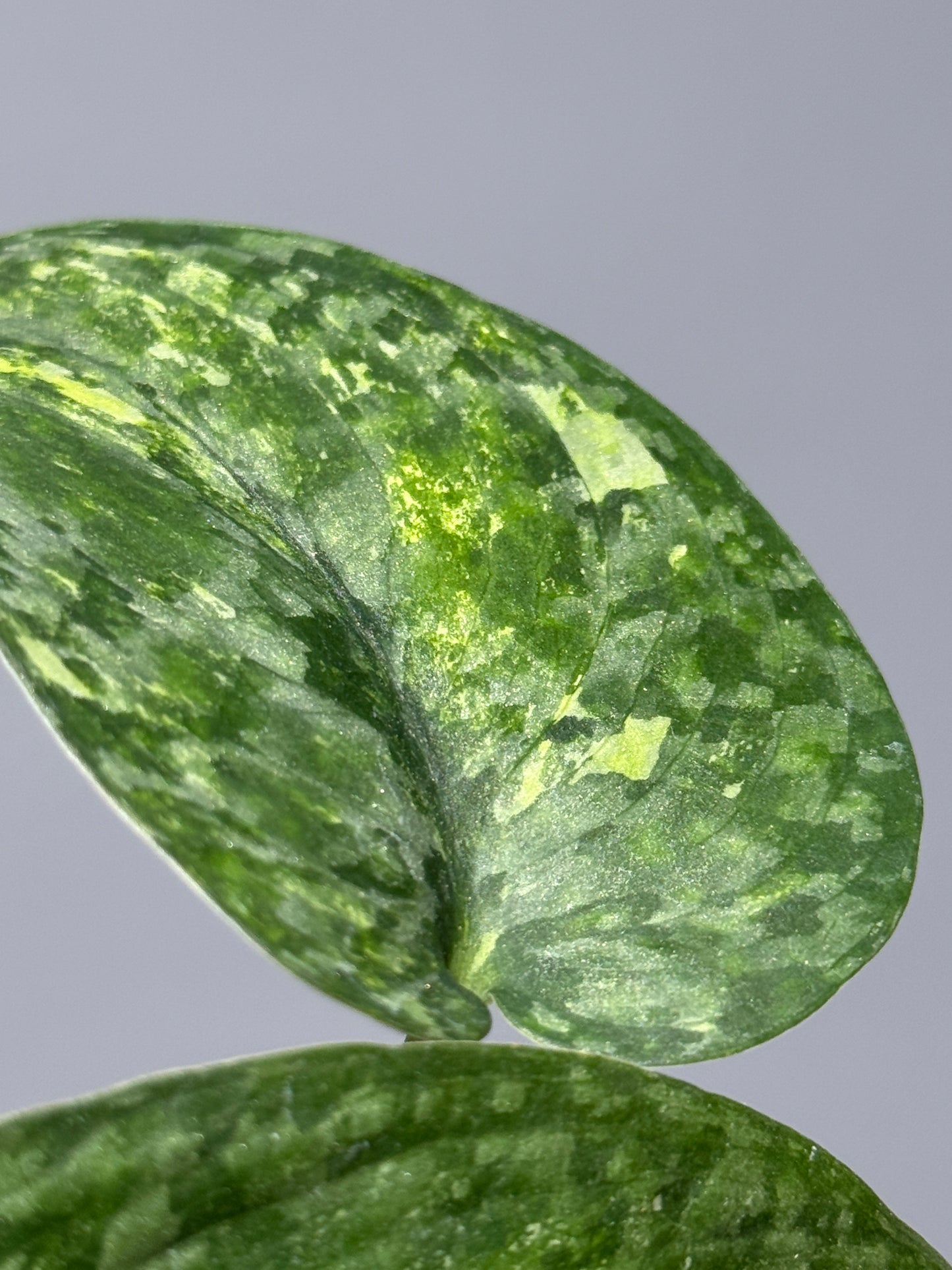 スキンダプサス レオパード / Scindapsus Leopard (1)