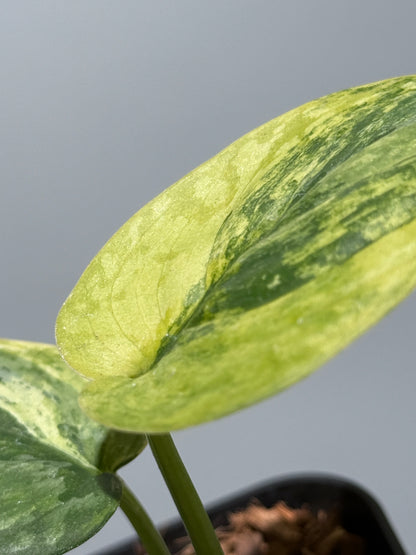 スキンダプサス プサカ / Scindapsus pusaka  (2)