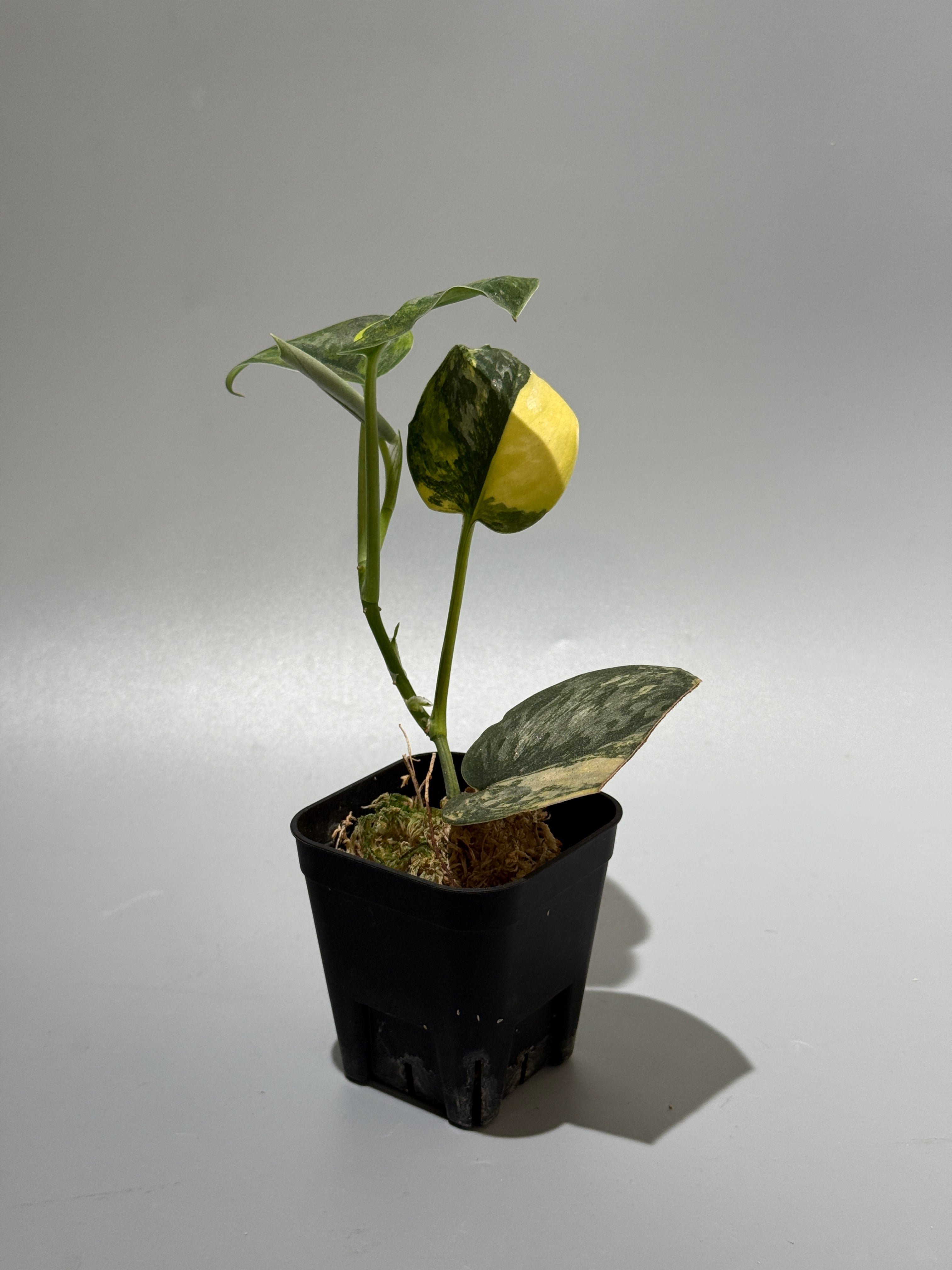 スキンダプサス グリーン ダイヤモンド / Scindapsus Green diamond (2