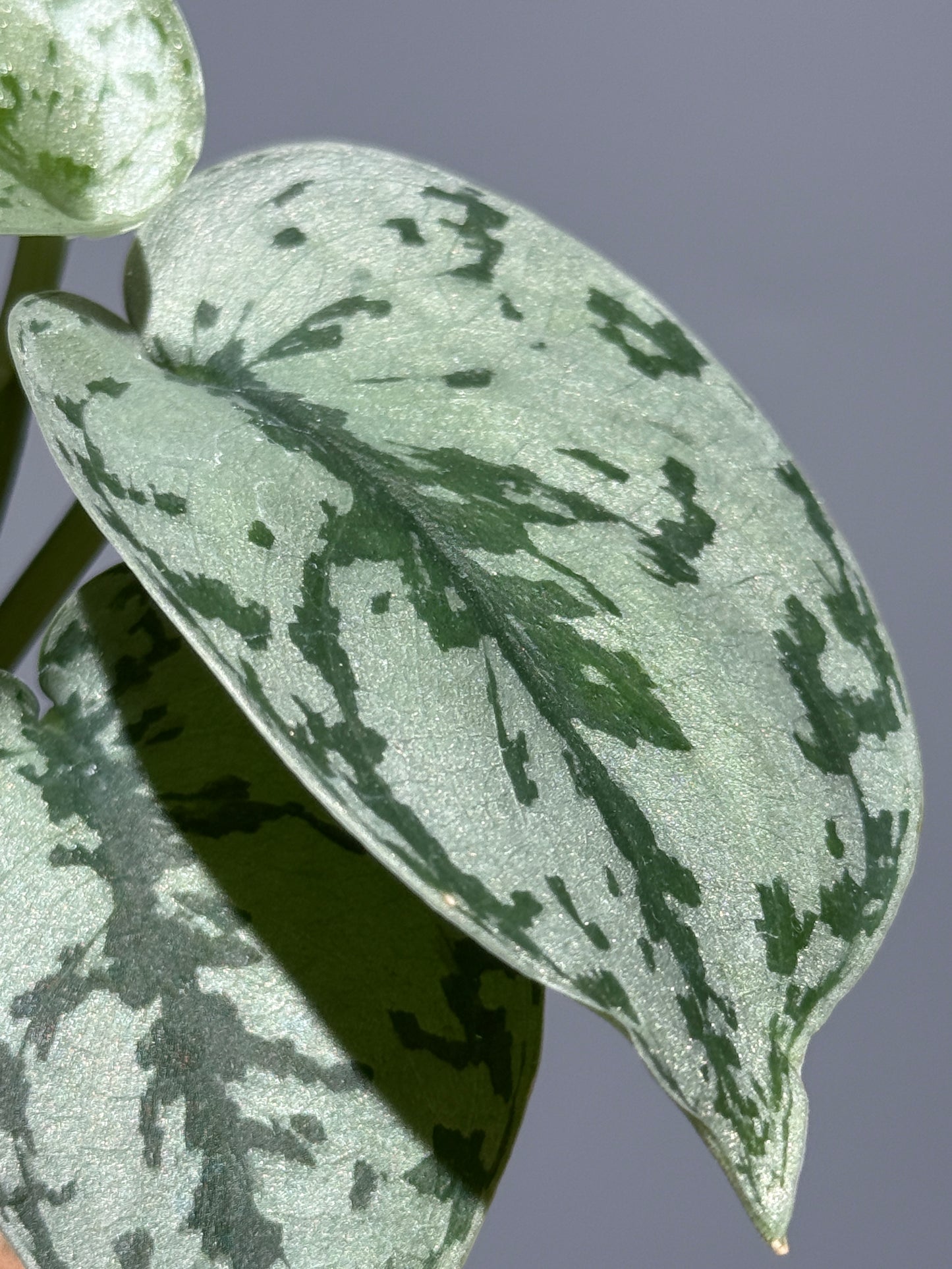 スキンダプサス シルバーレディ / Scindapsus silver lady (3)