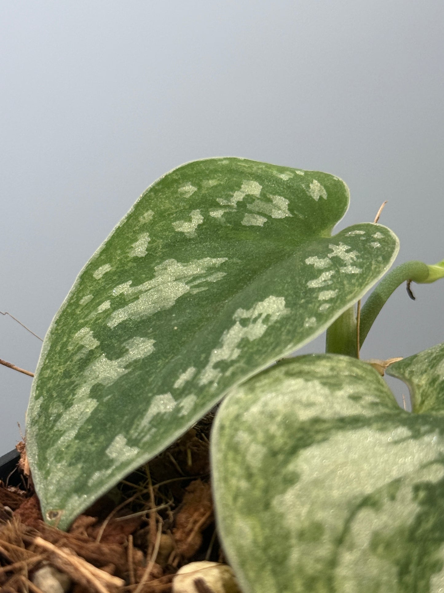 スキンダプサス ネビュラ / Scindapsus Nebula (4)