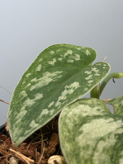 スキンダプサス ネビュラ / Scindapsus Nebula (4)