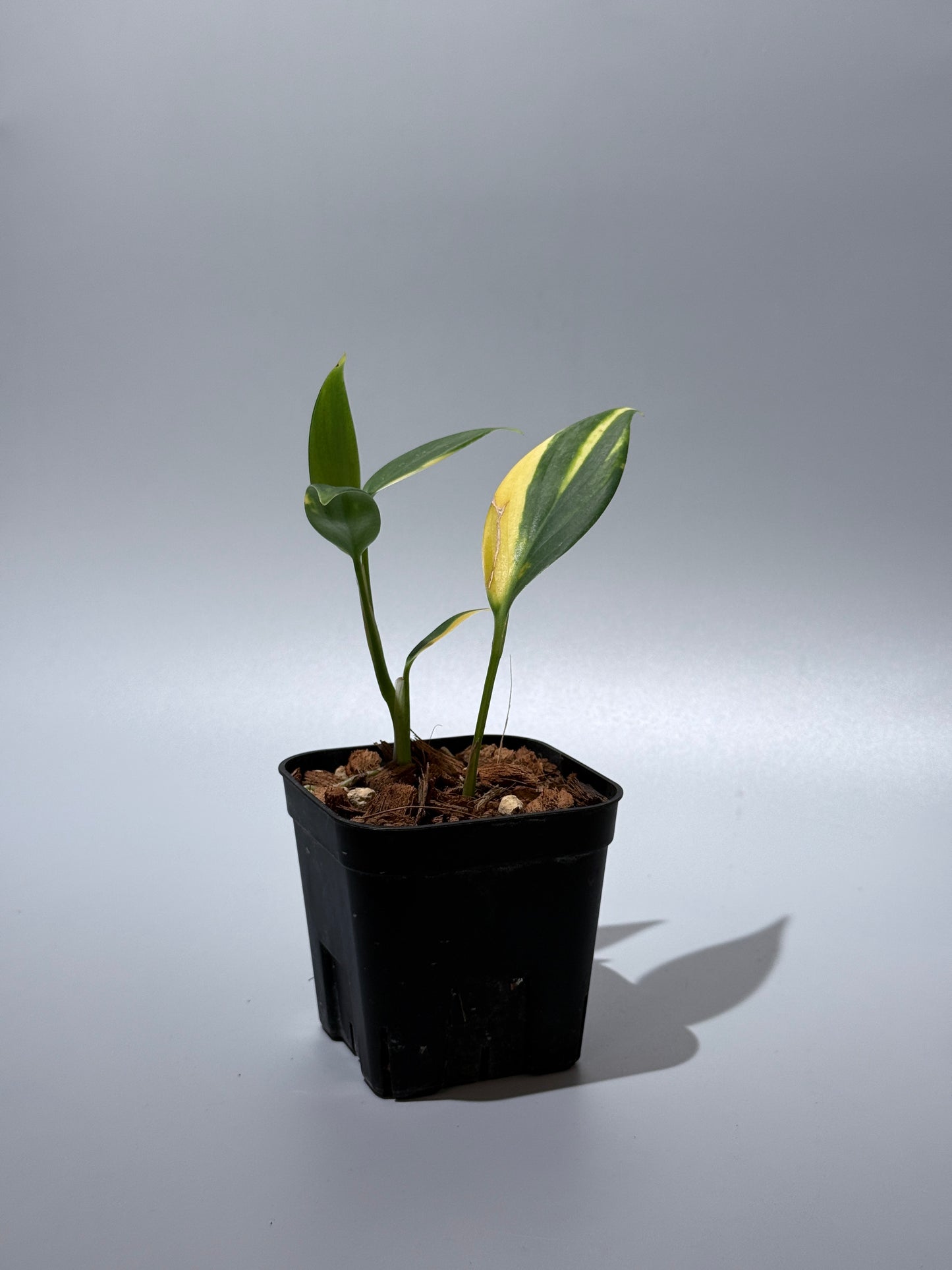 スキンダプサス コリアセウス イエロー / Scindapsus coriaceus yellow (2)