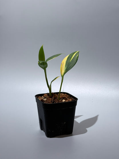 スキンダプサス コリアセウス イエロー / Scindapsus coriaceus yellow (2)