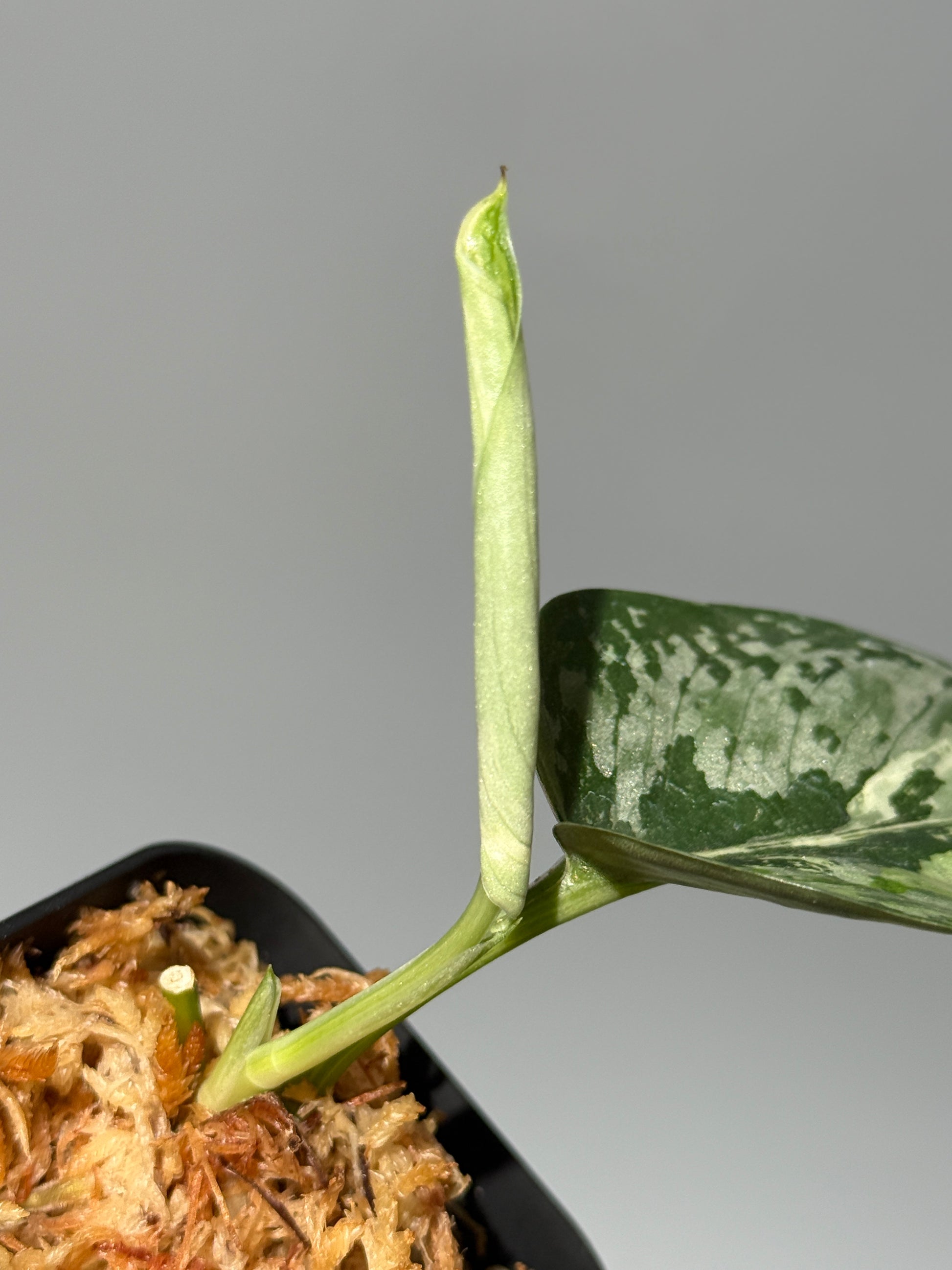 スキンダプサス エキゾチカ サラカ トリカラー  / Scindapsus Exotica salaka toricolor (1)