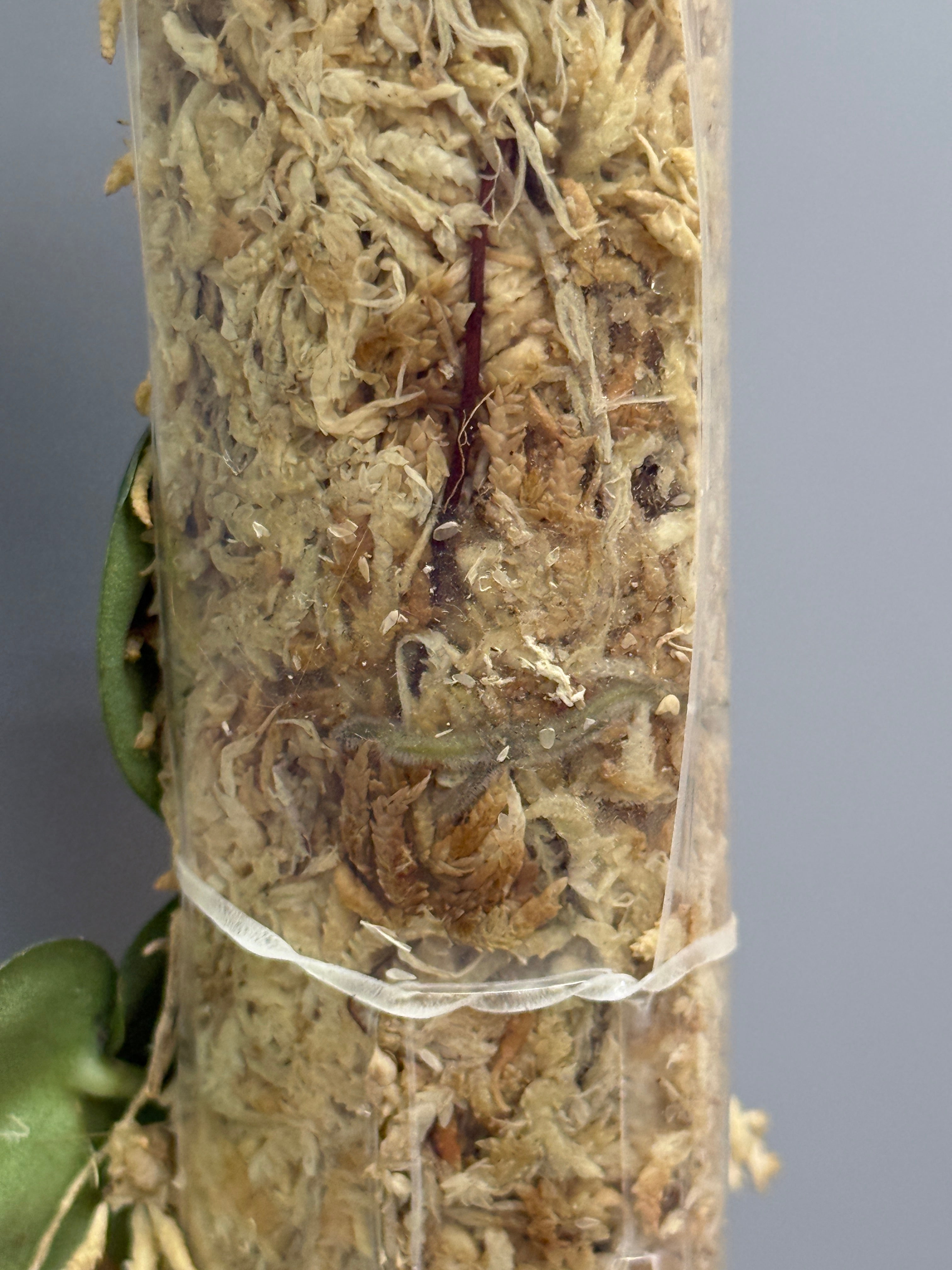 スキンダプサス ブラックマンバ / Scindapsus black mamba (2