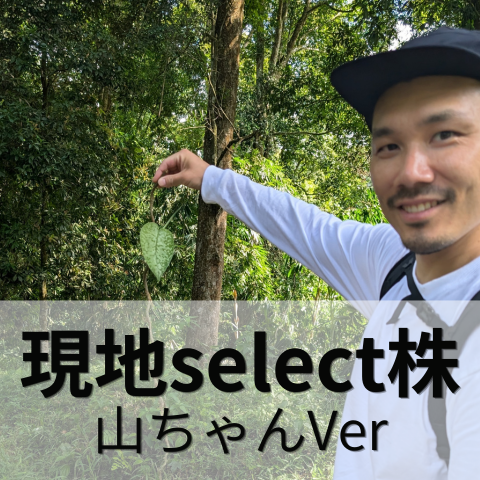 やまちゃん現地セレクト株