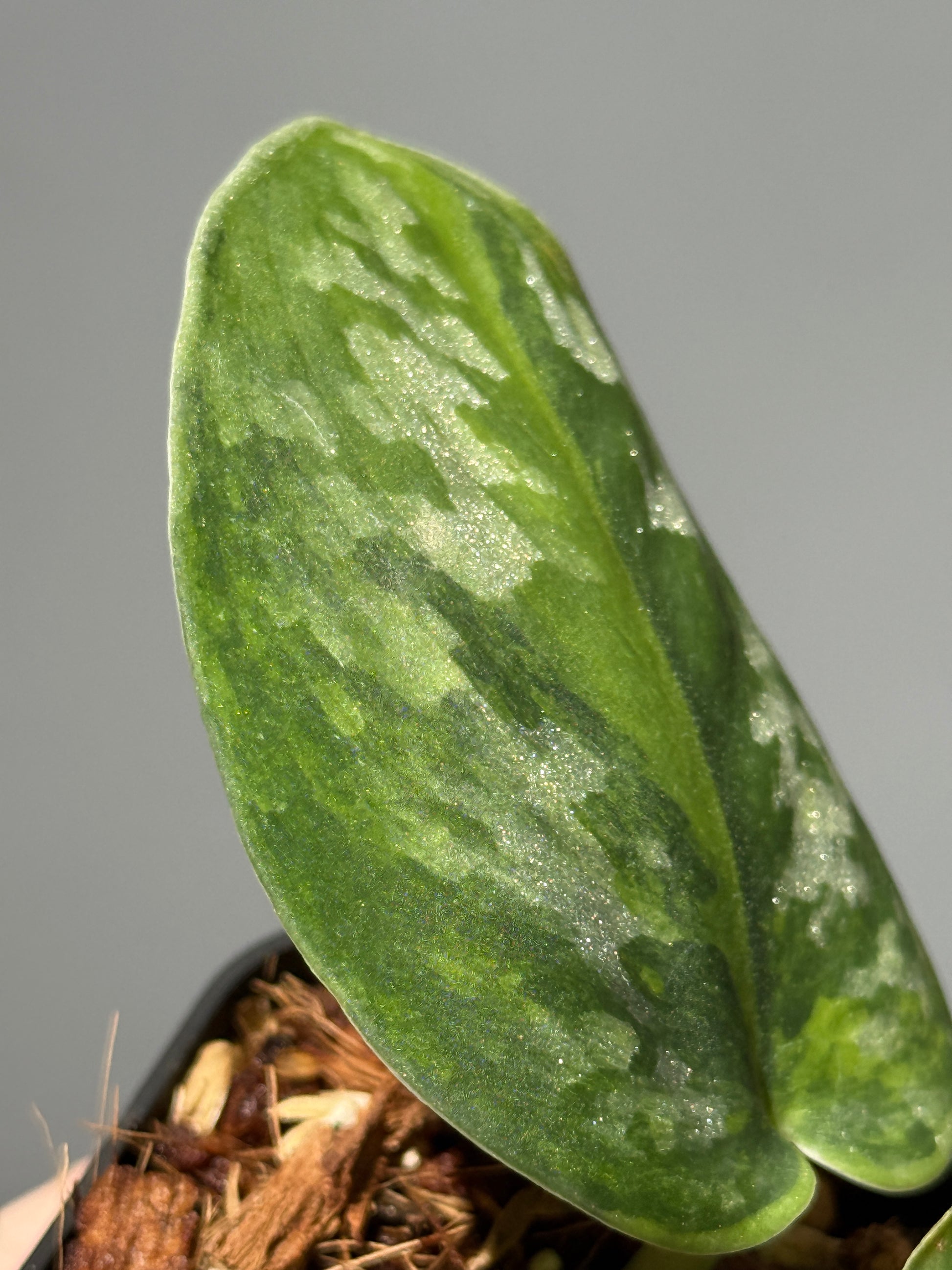 スキンダプサス グリーン エキゾチカ グリーオングリーン Sp.カプアス / Scindapsus Exotica GOG Sp.Kapuas (1)