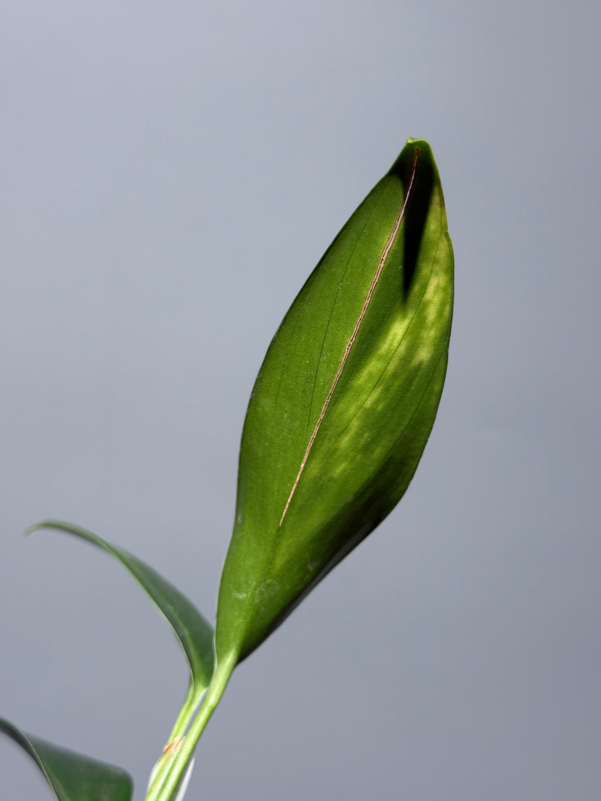 スキンダプサス コリアセウス イエロー / Scindapsus coriaceus yellow (1)