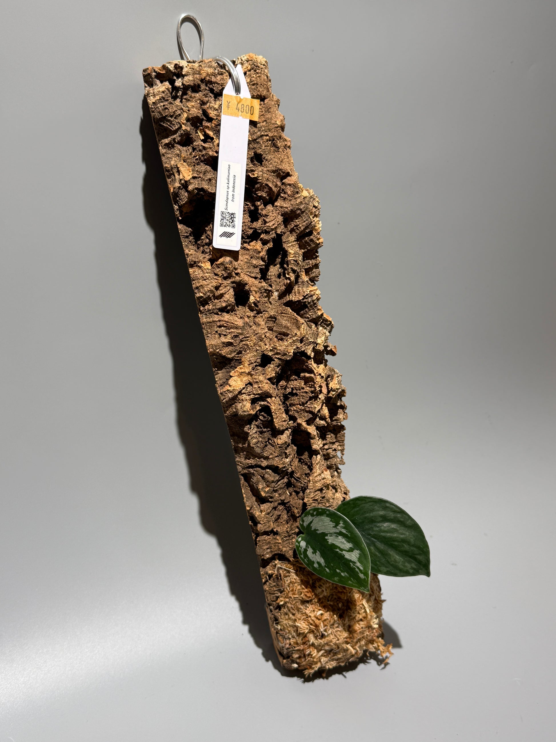 スキンダプサス Sp. カリマンタン / Scindapsus Sp.Kalimantan (C1)