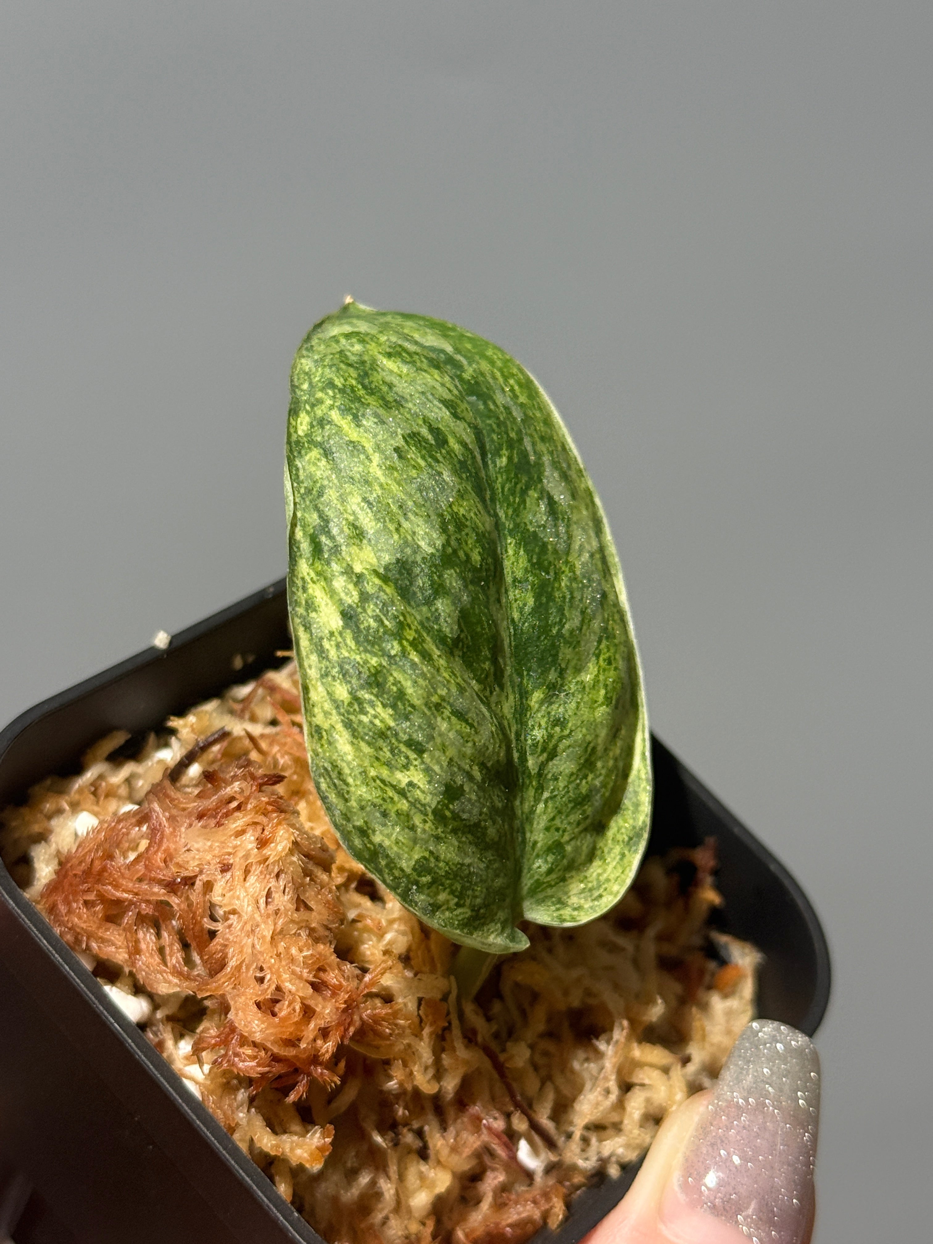 新着商品 – Nakayama-Plants