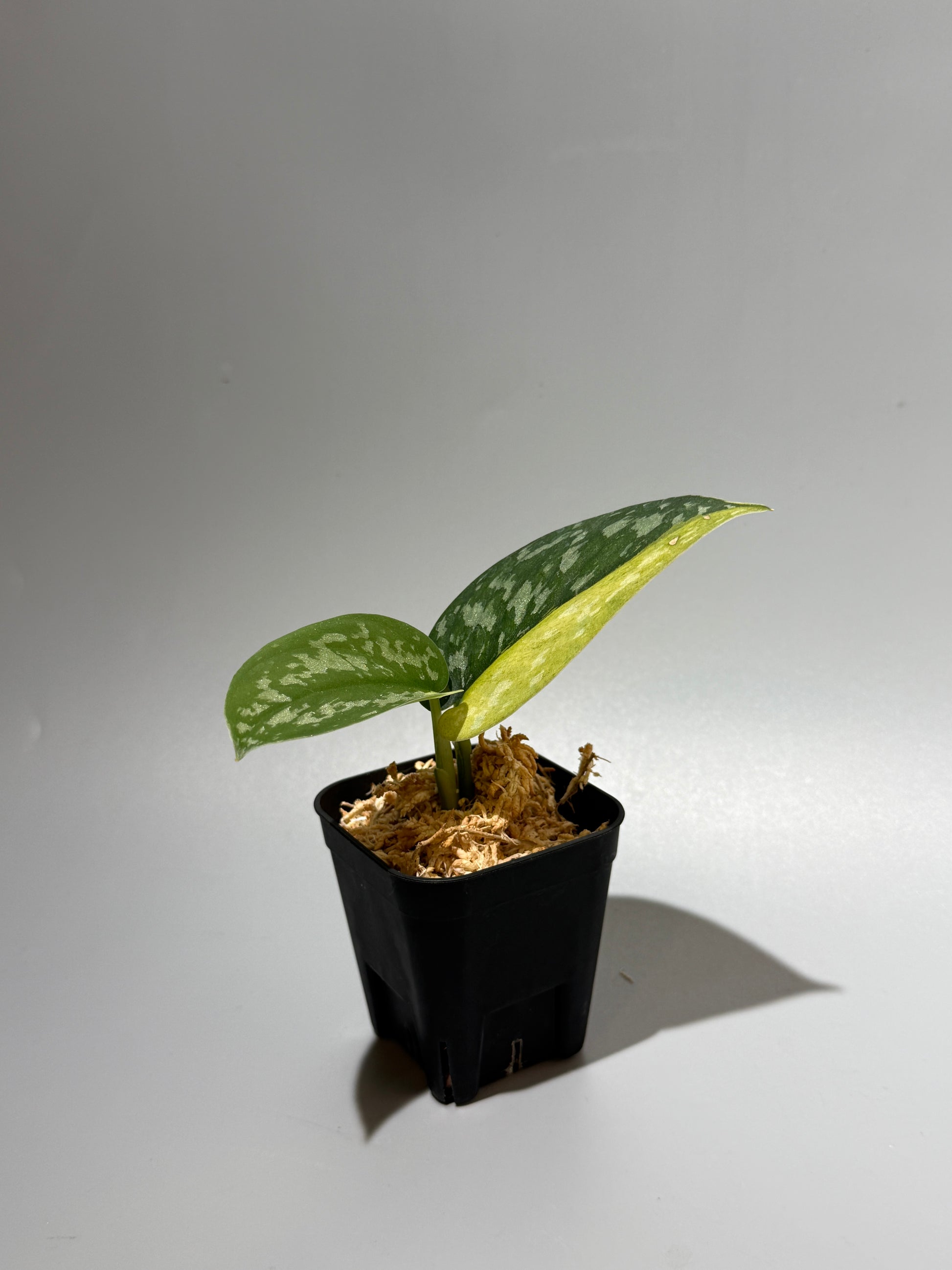 スキンダプサス マッチャ / Scindapsus matcha (1)