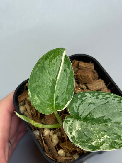 スキンダプサス シルバークリスタル / Scindapsus silver crystal (2)