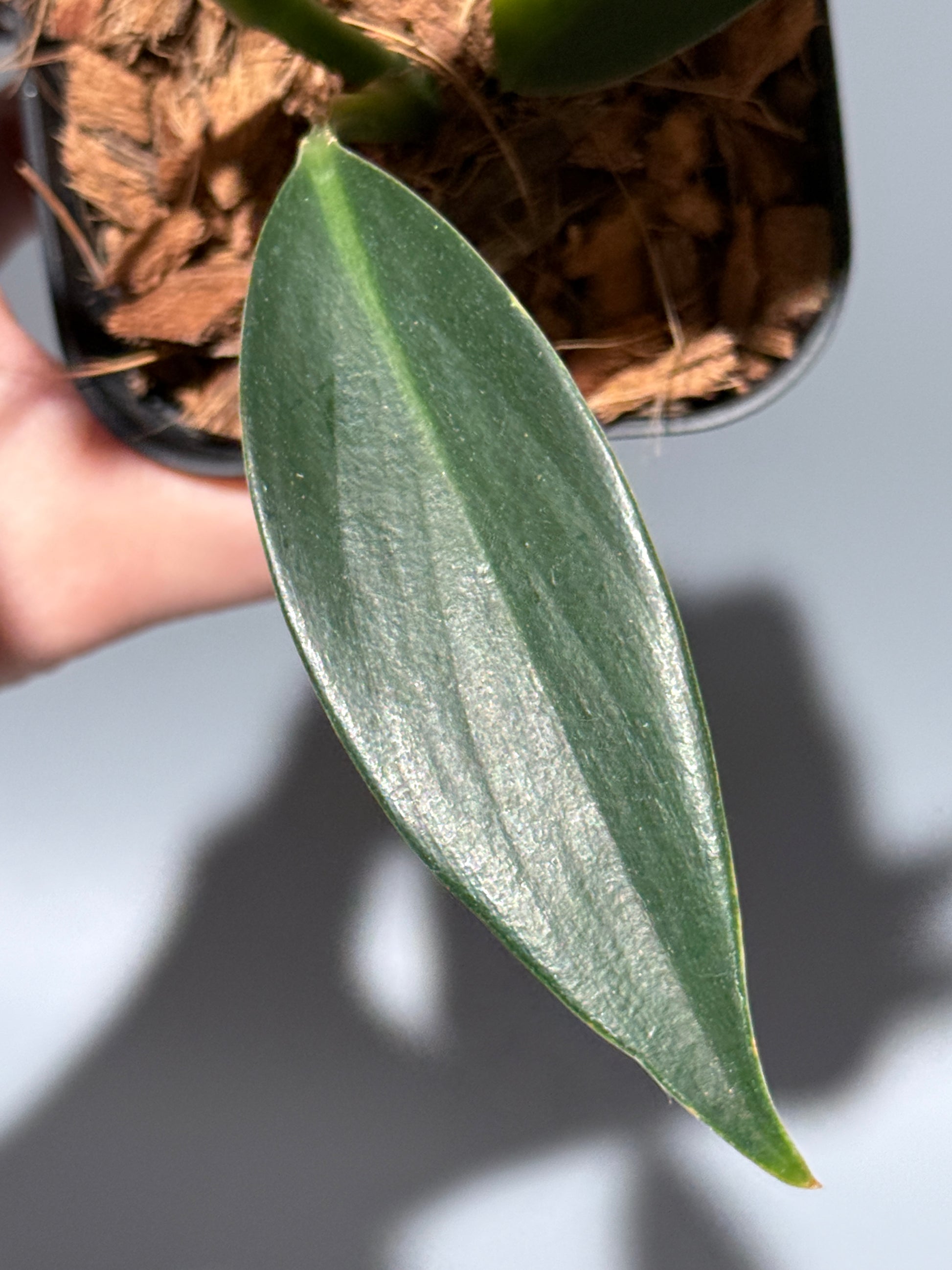 スキンダプサス コリアセウス イエロー / Scindapsus coriaceus yellow (2)