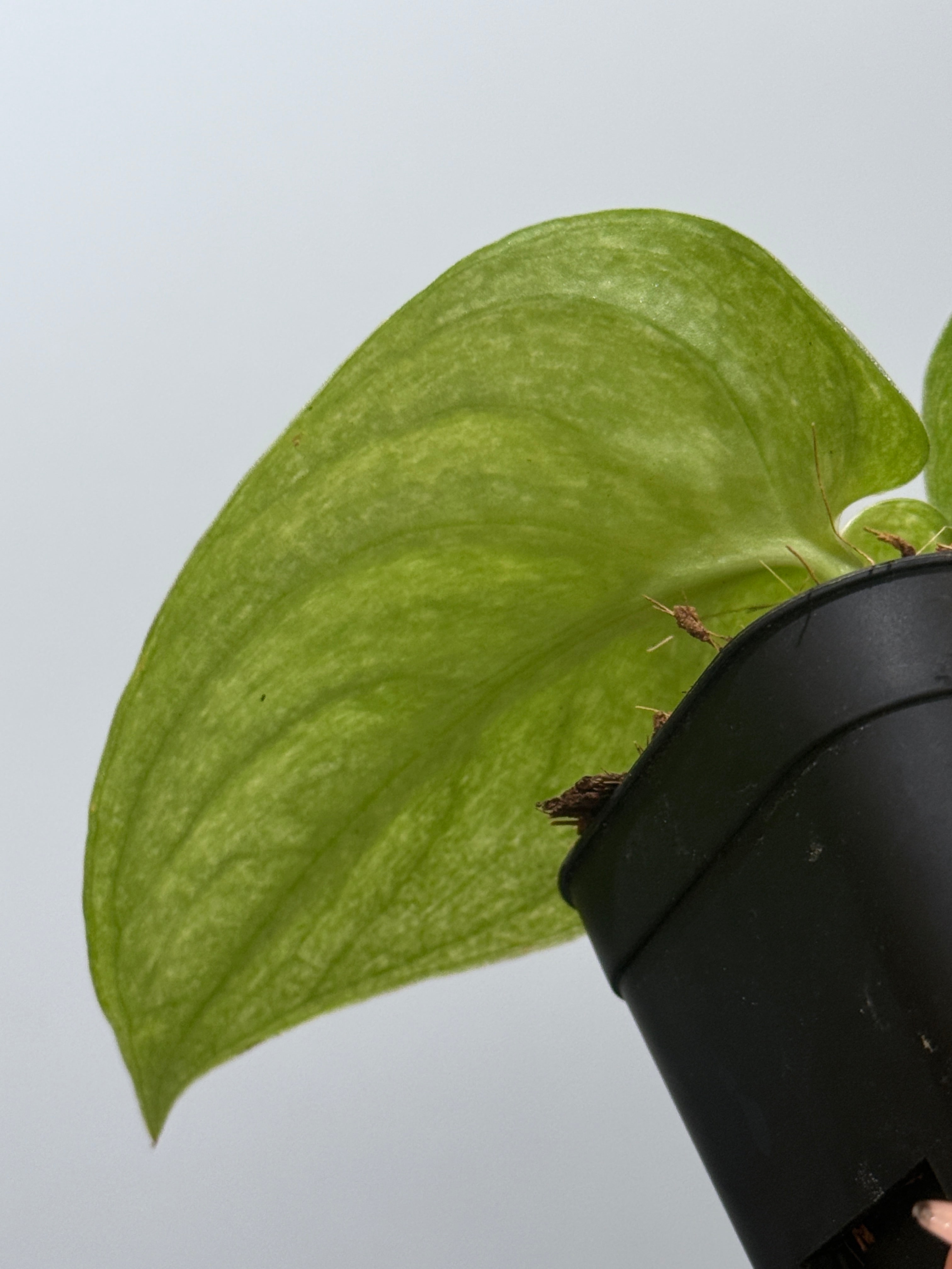 スキンダプサス ネビュラ / Scindapsus Nebula (4) – Nakayama-Plants