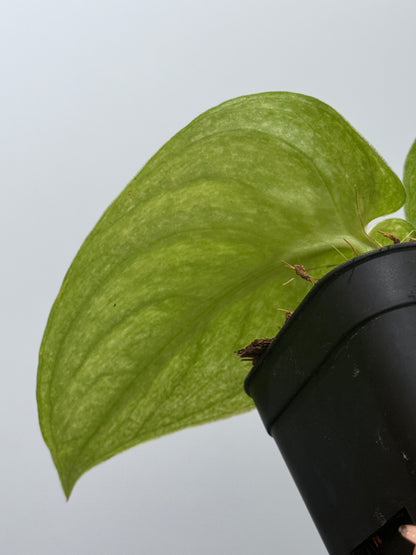 スキンダプサス ネビュラ / Scindapsus Nebula (4)