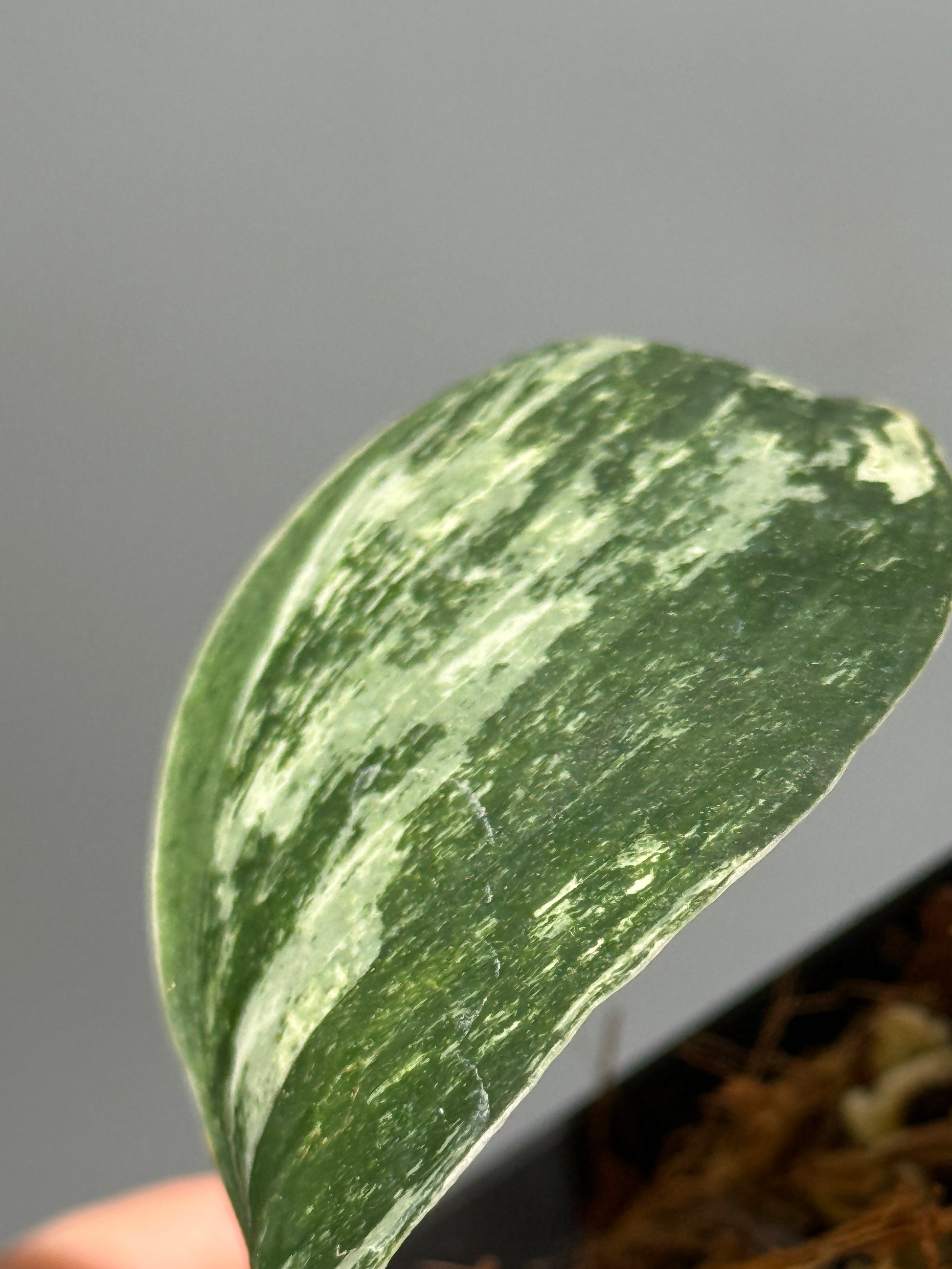 スキンダプサス シルバースプラッシュ ミューテーション/ Scindapsus Silver splash mutation  (3)