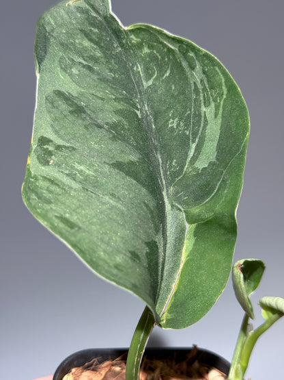 スキンダプサス シルバーナイト キサ / Scindapsus silverknight kisut (1)