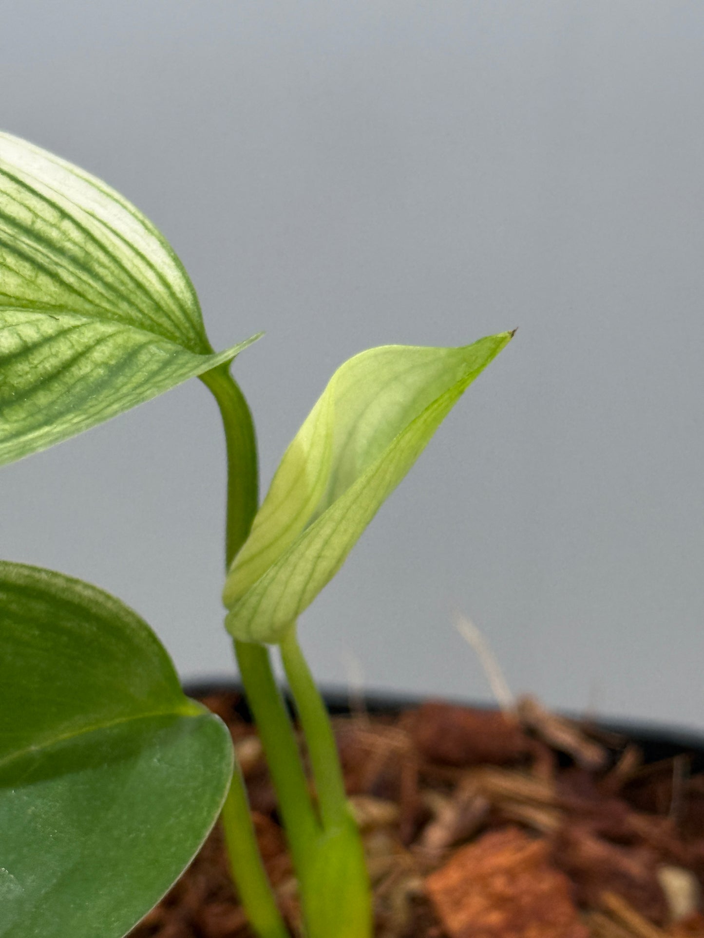 スキンダプサス ホワイトモンスター / Scindapsus whitemonster (5)