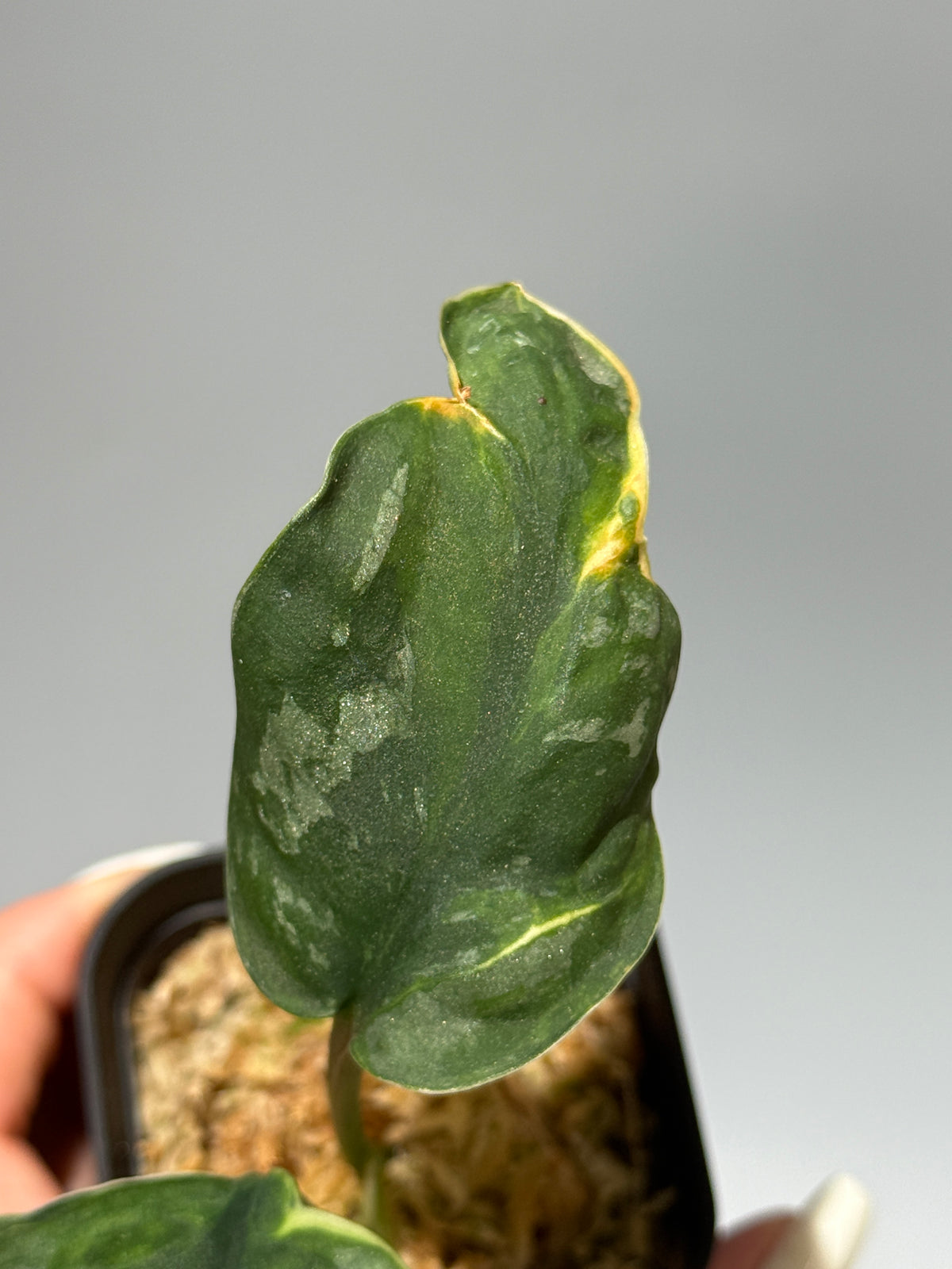 スキンダプサス イバタン  / Scindapsus Ibatan (2)