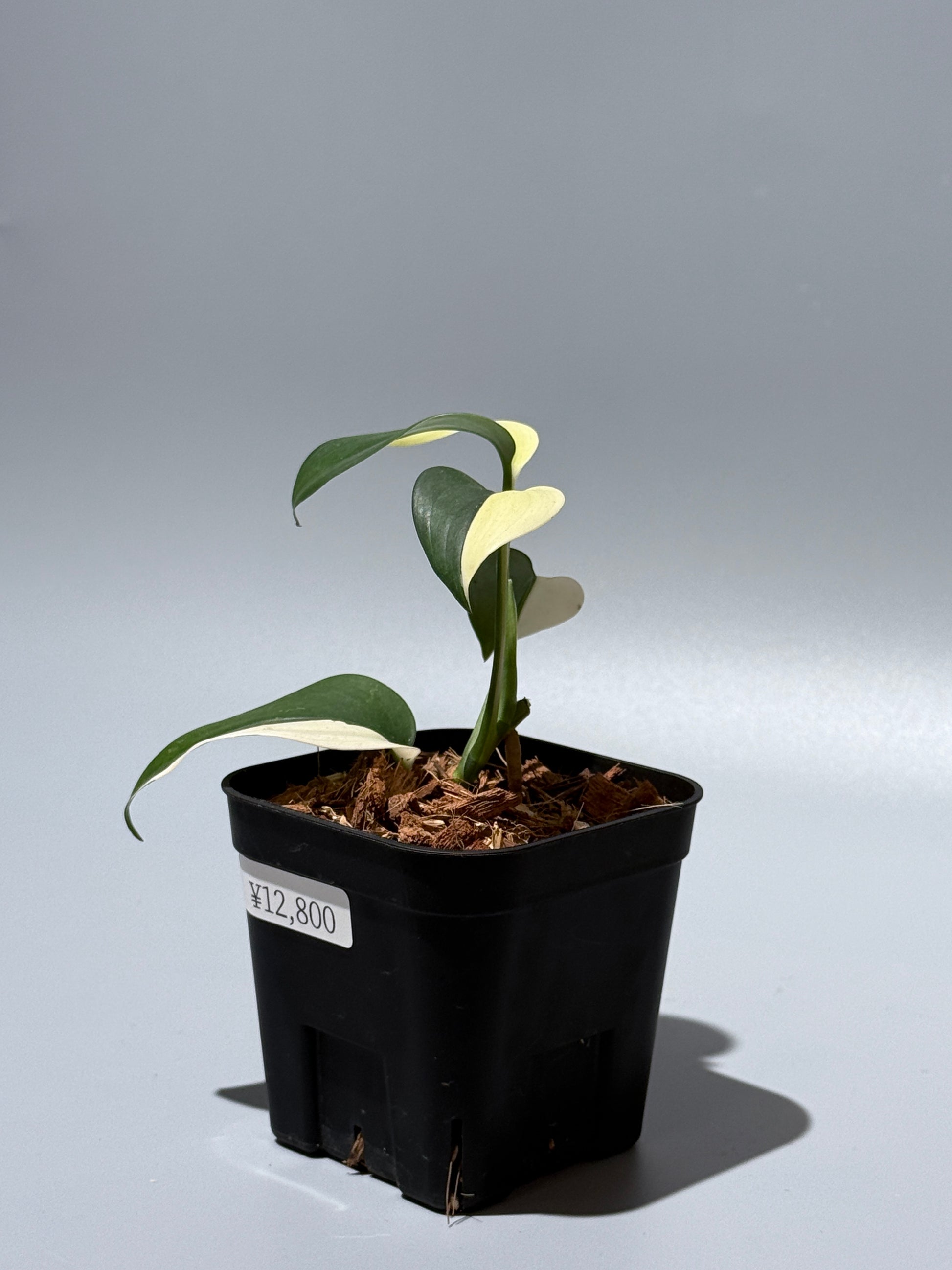 スキンダプサス ブルーアルボ  / Scindapsus Blue albo (1)