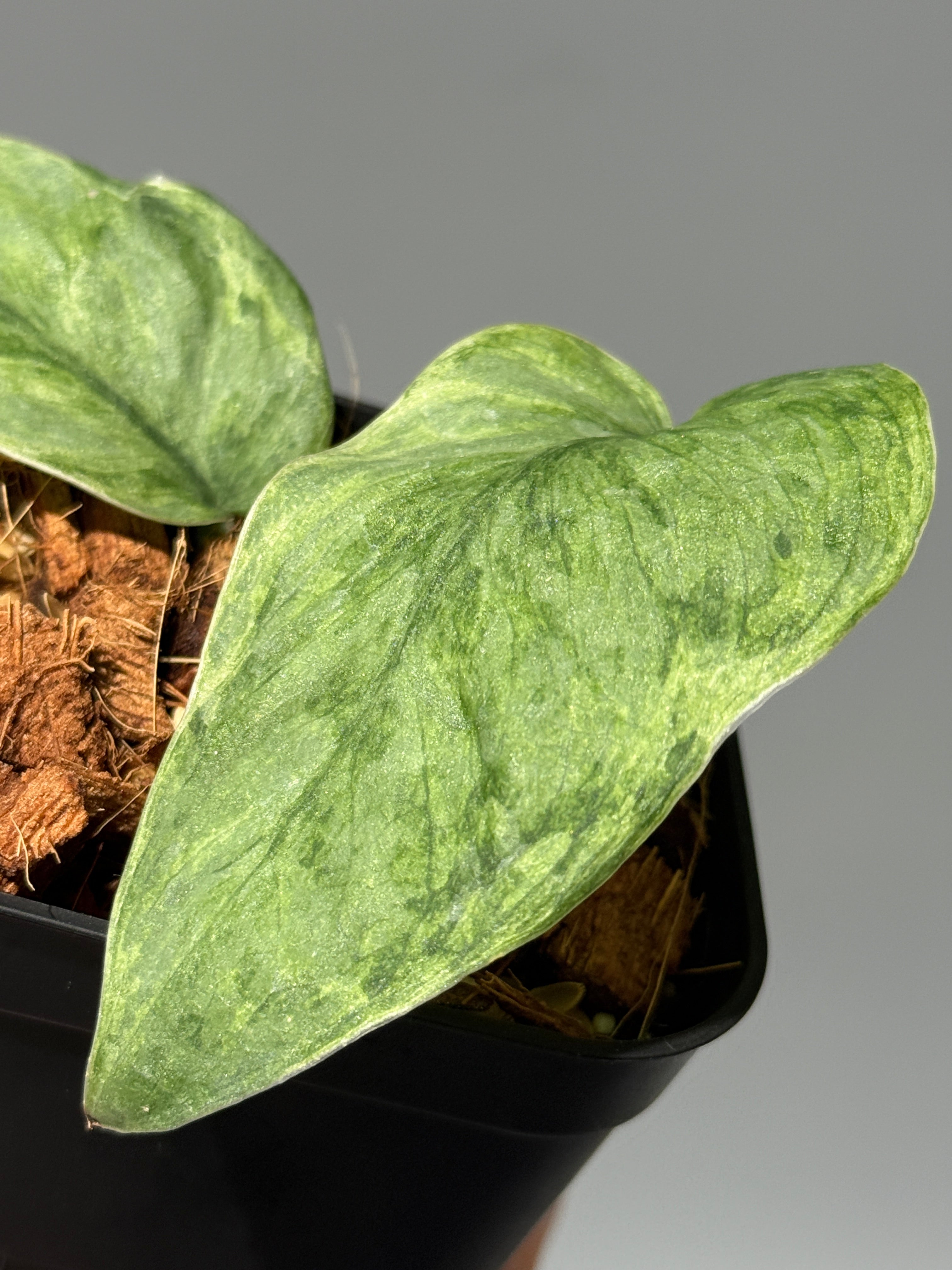 商品 – Page 3 – Nakayama-Plants