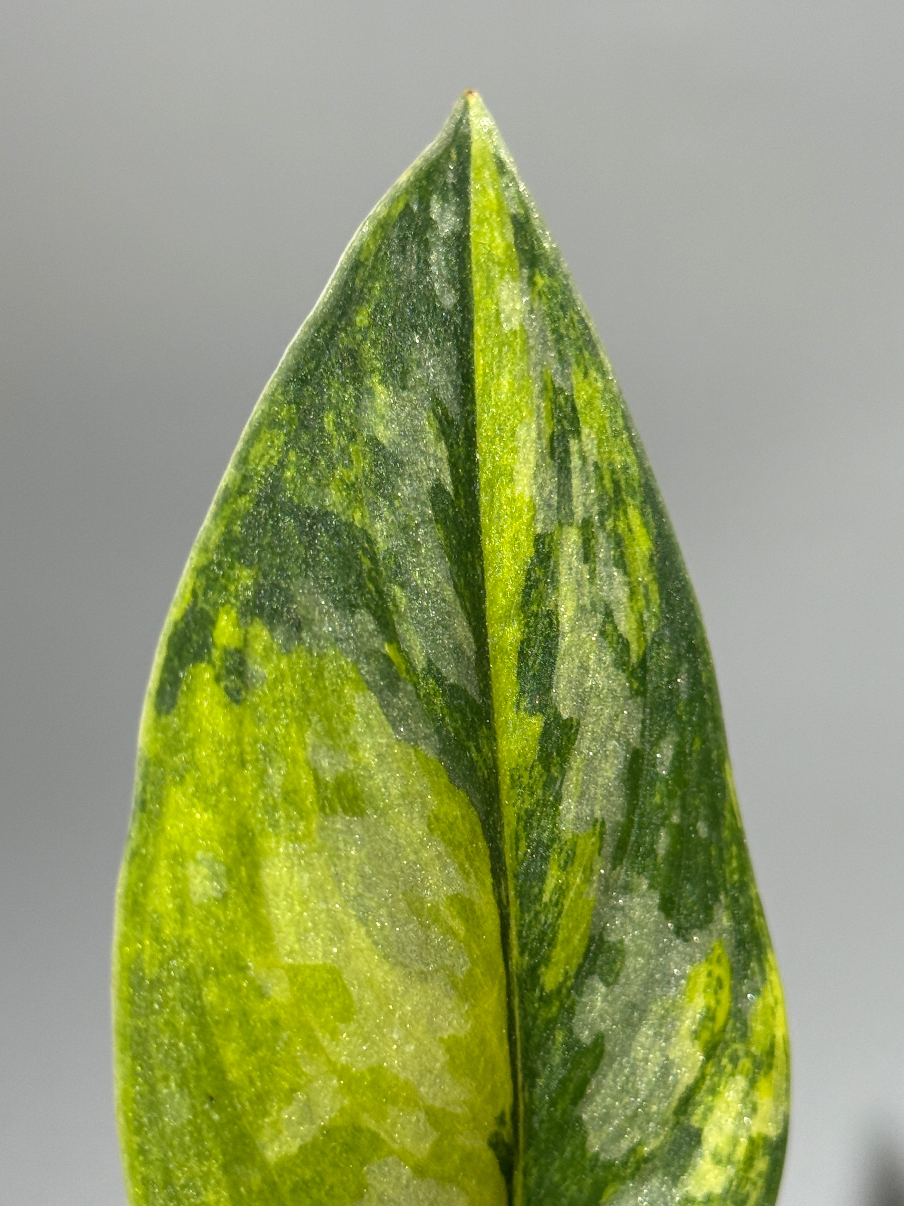 スキンダプサス グリーン ダイヤモンド / Scindapsus Green diamond (1